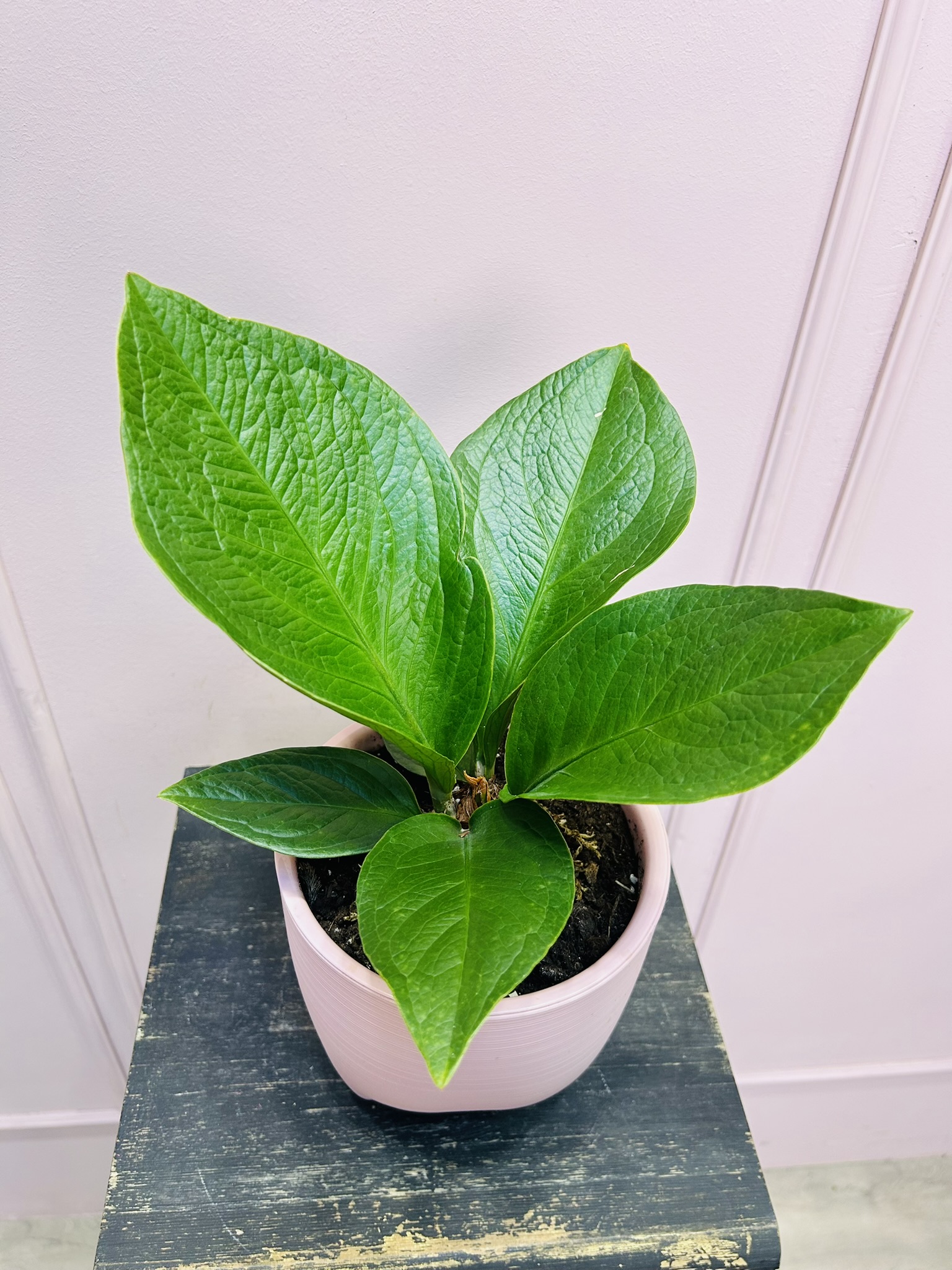 картинка Антуриум Китайский от Мадам Москвичка