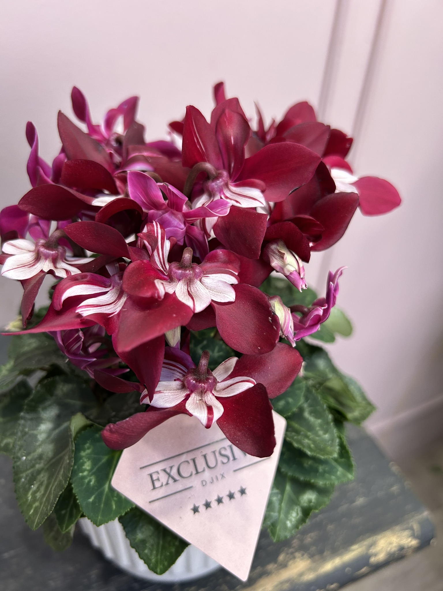 картинка Цикломен в кашпо от Мадам Москвичка