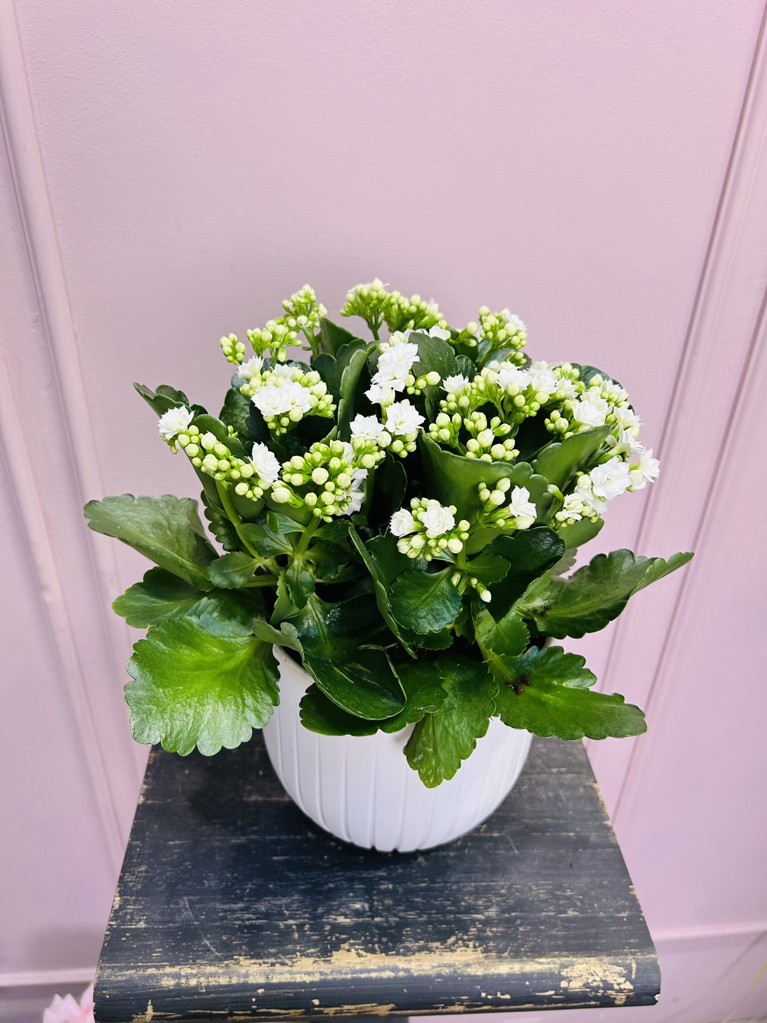 картинка Каланхоэ белое в кашпо от Мадам Москвичка