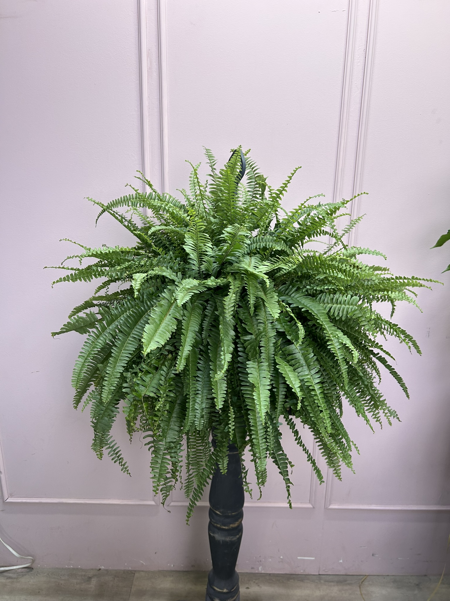 картинка Папоротник Нефрелопсис от Мадам Москвичка