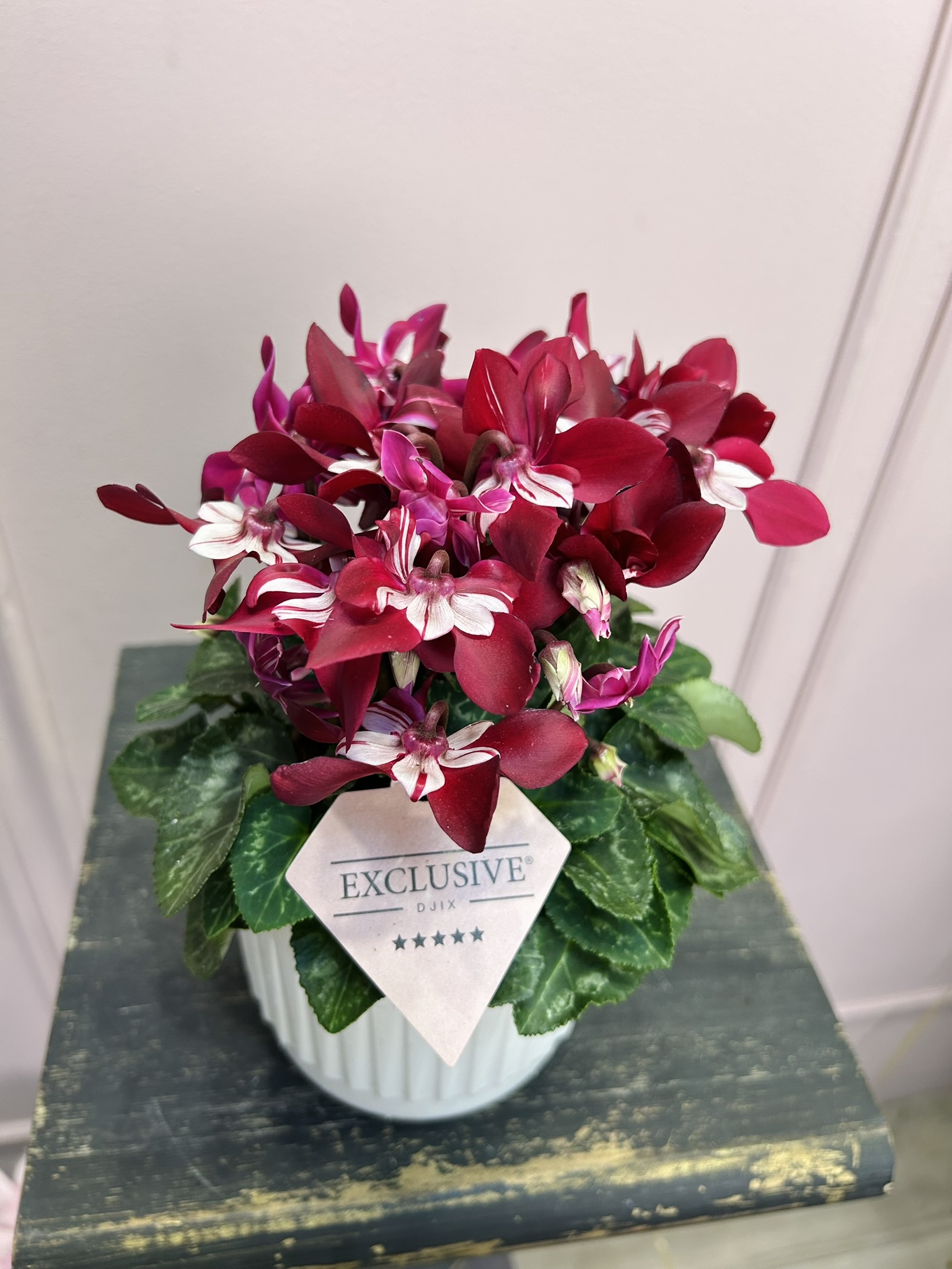 картинка Цикломен в кашпо от Мадам Москвичка