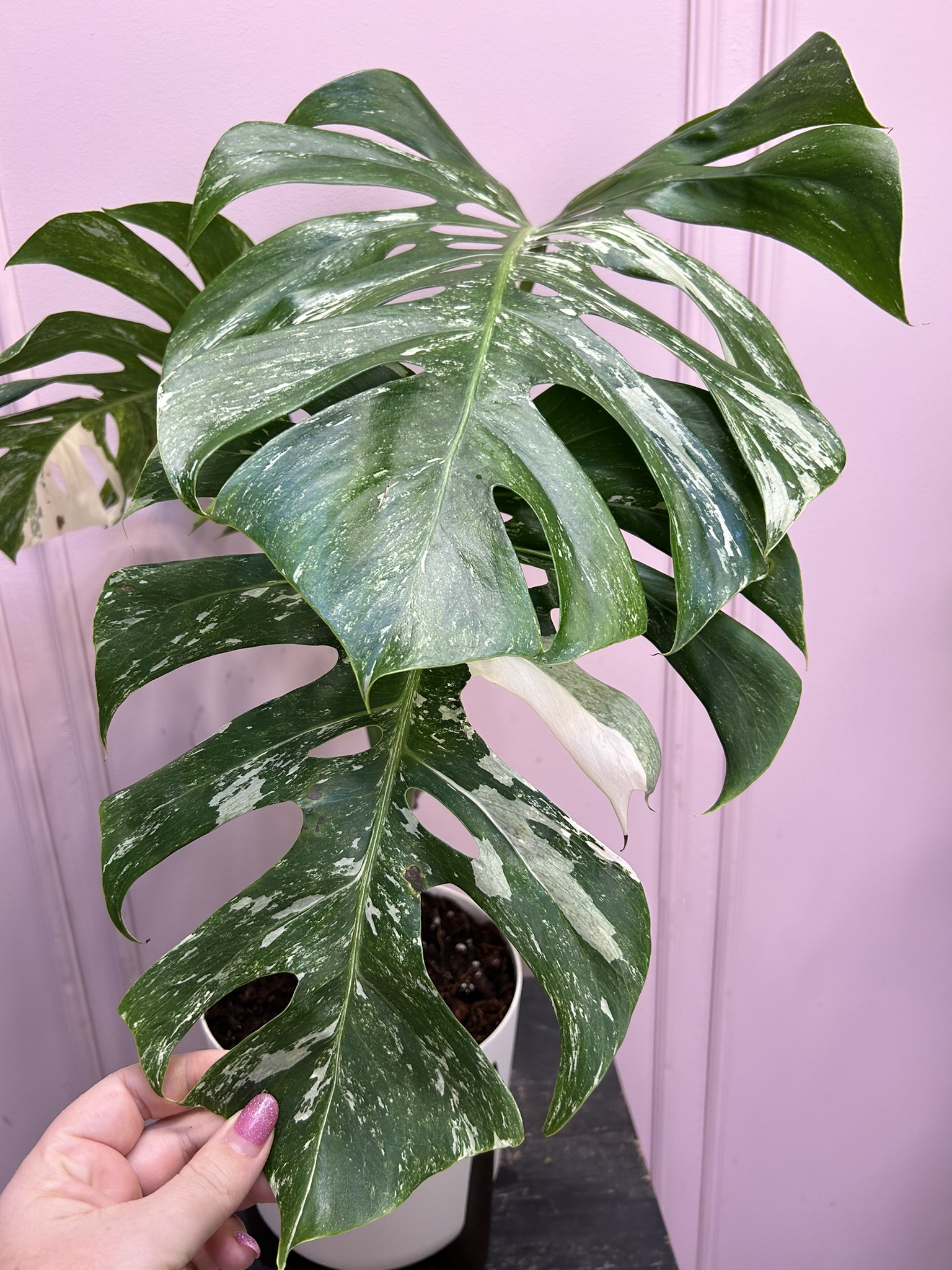 картинка Монстера вариагантная Альба от Мадам Москвичка