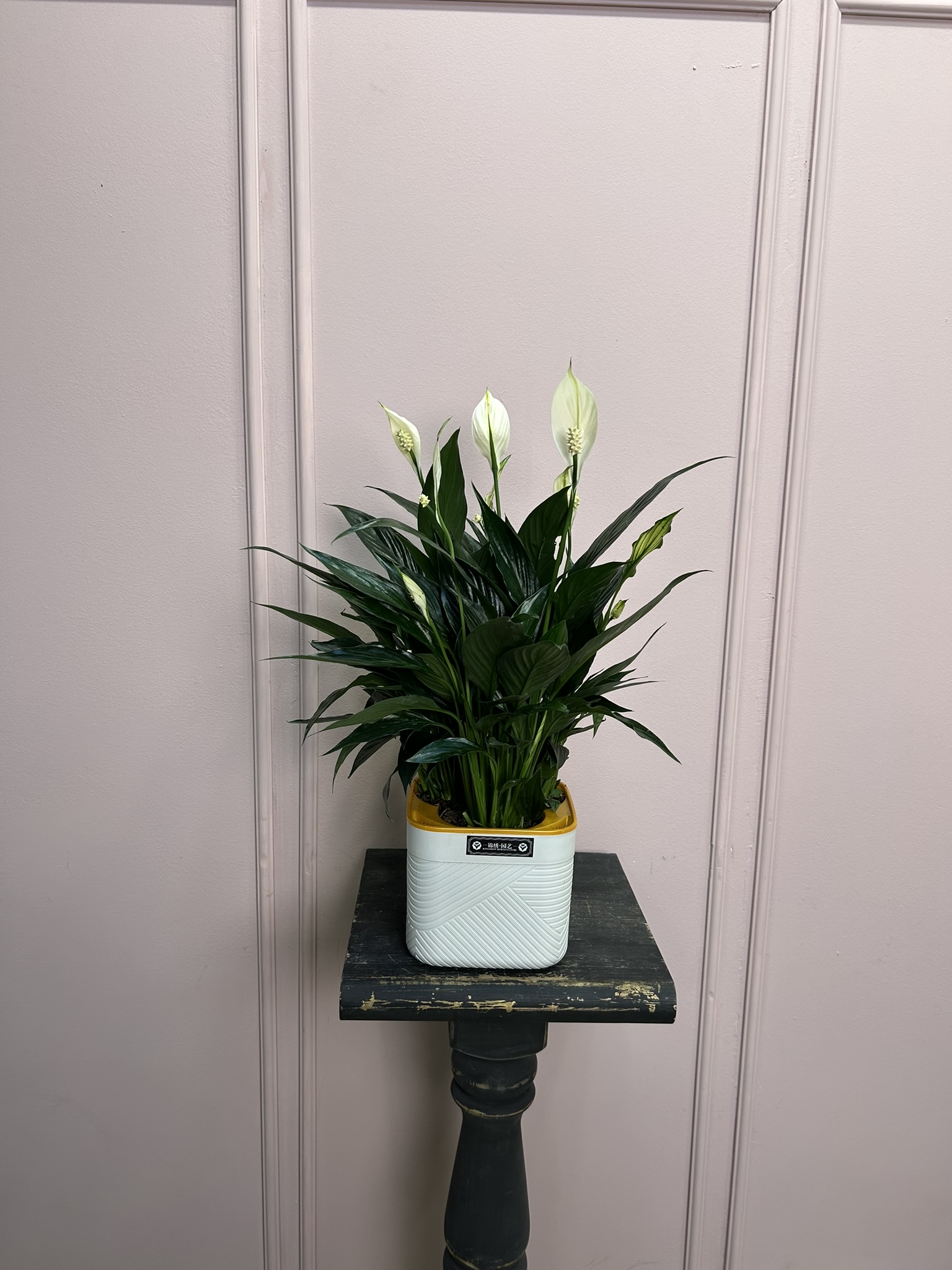 картинка Спатифилум Нигра в кашпо от Мадам Москвичка