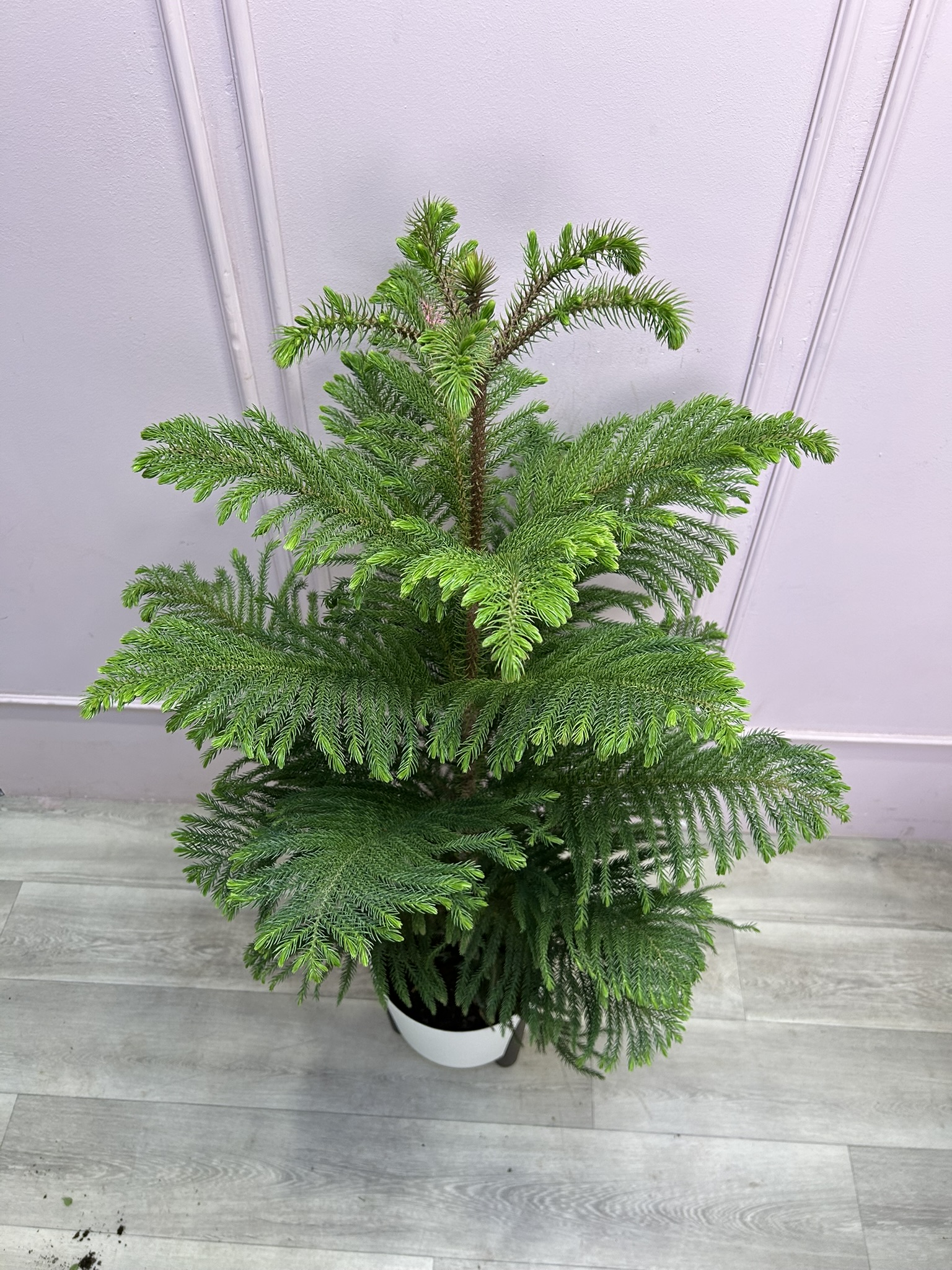 картинка Араукария в кашпо 130 см от Мадам Москвичка