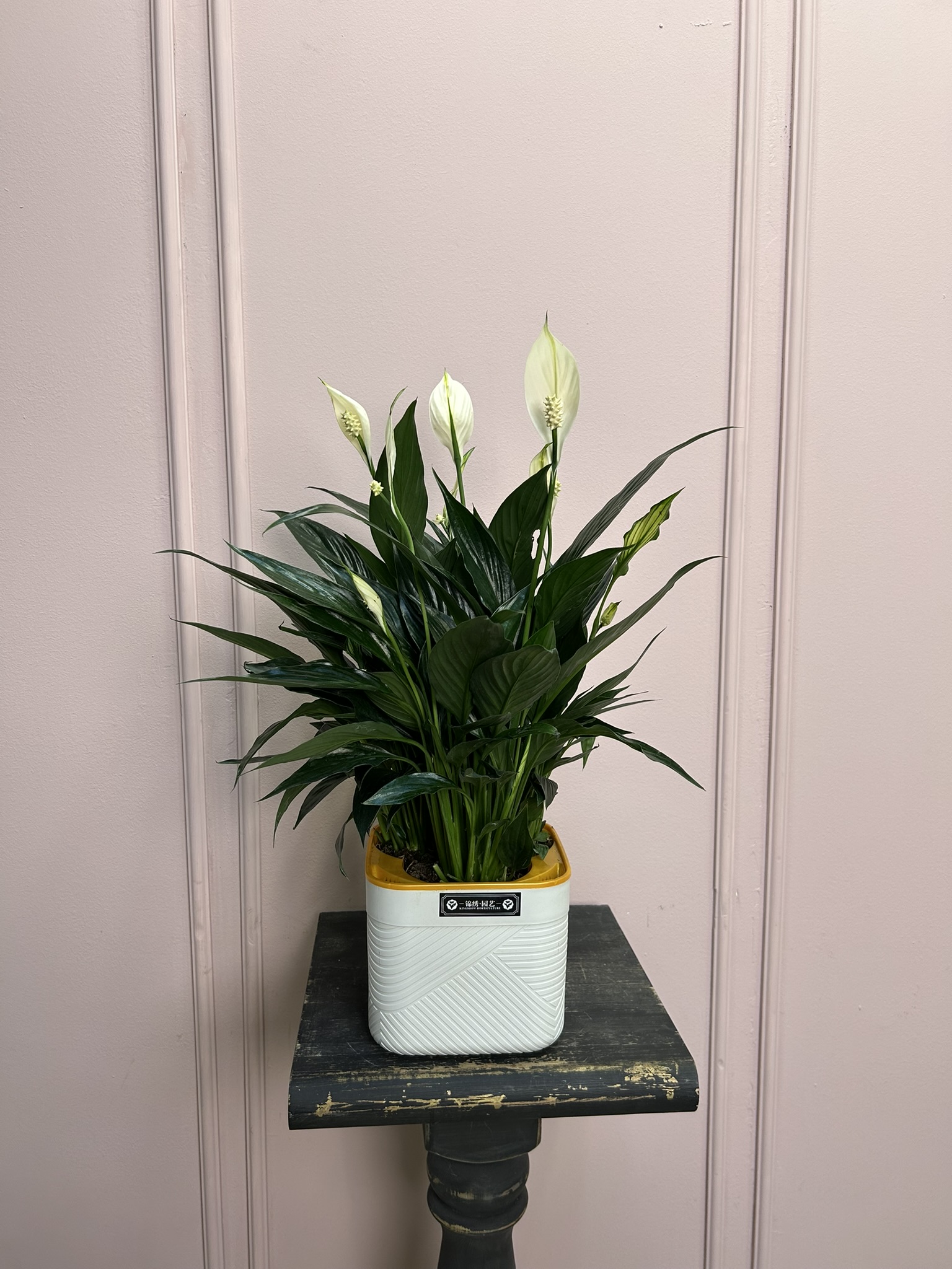 картинка Спатифилум Нигра в кашпо от Мадам Москвичка