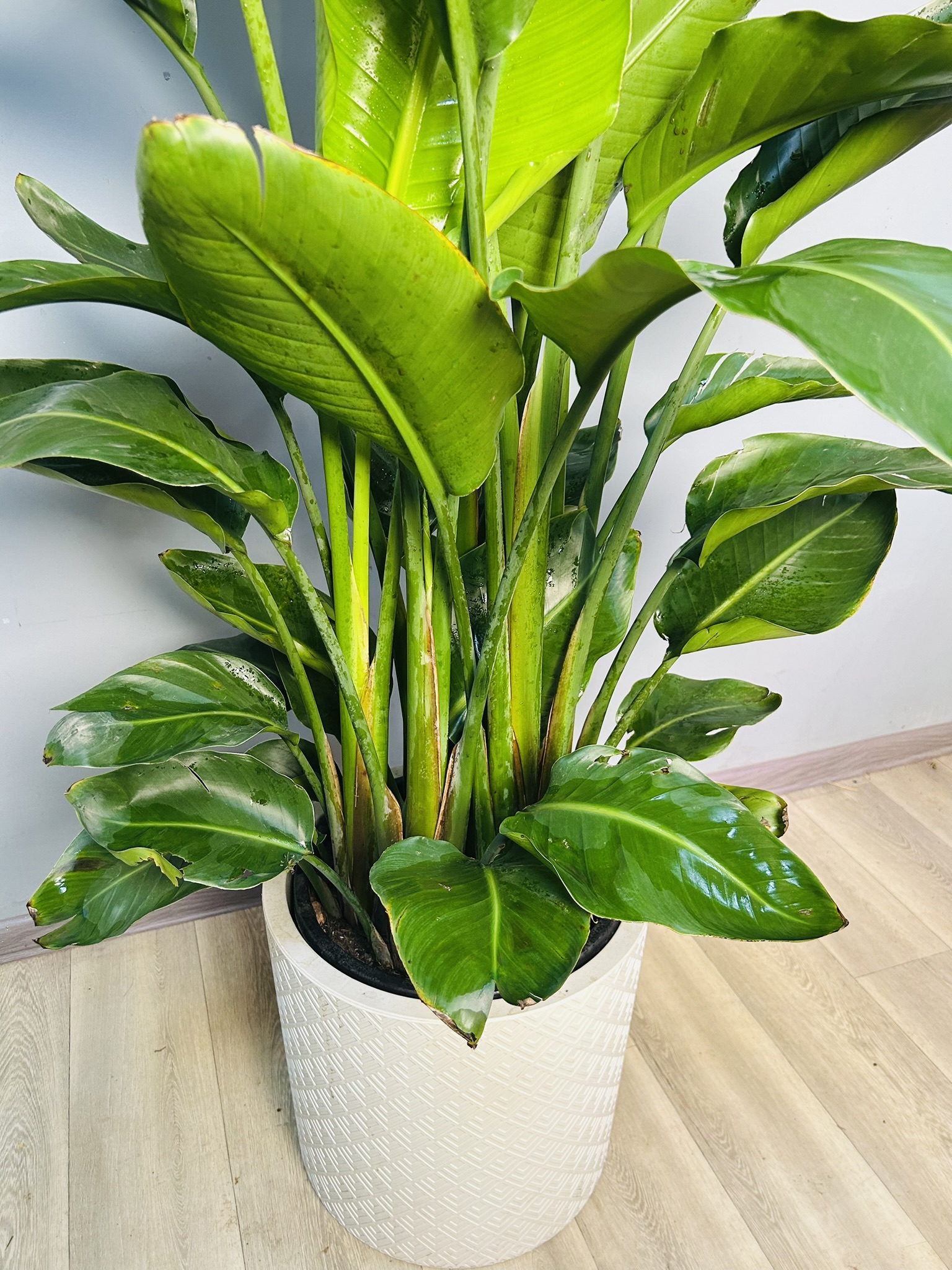 картинка Стрелиция Николая 160 см от Мадам Москвичка