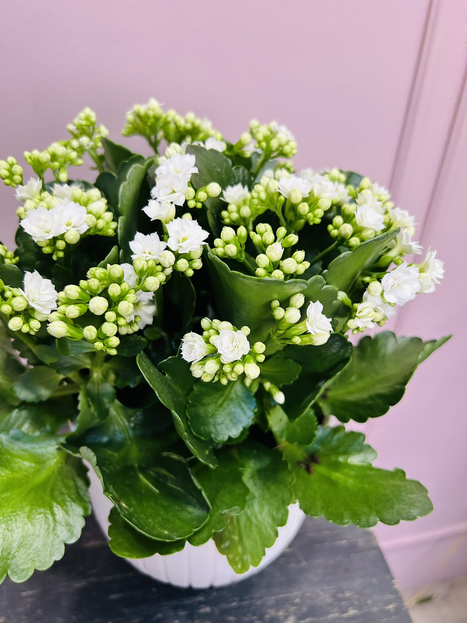 картинка Каланхоэ белое в кашпо от Мадам Москвичка