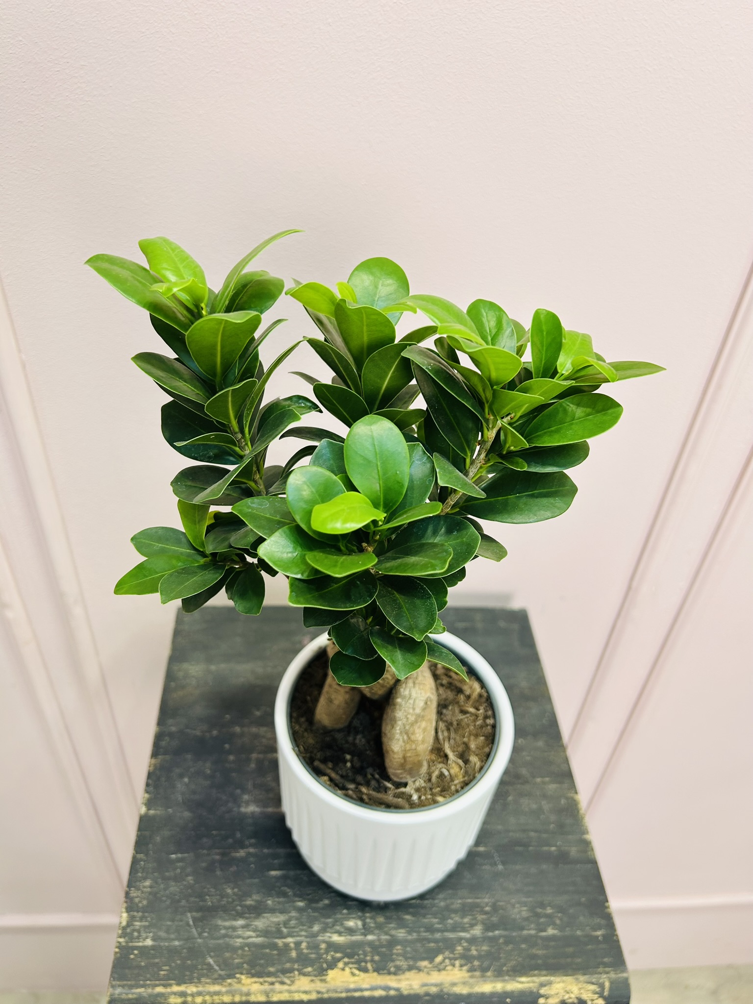 картинка Фикус Генсека от Мадам Москвичка