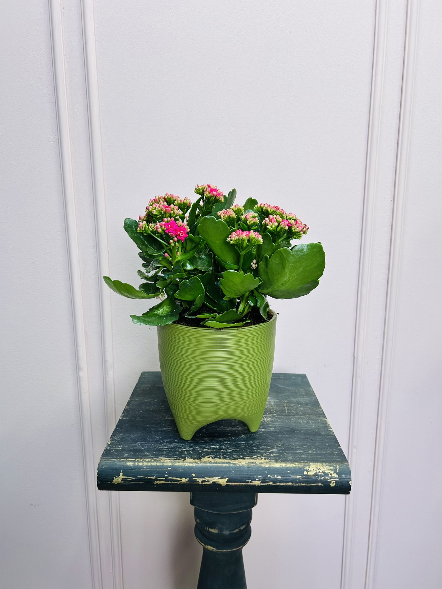 картинка Каланхоэ розовый в кашпо от Мадам Москвичка