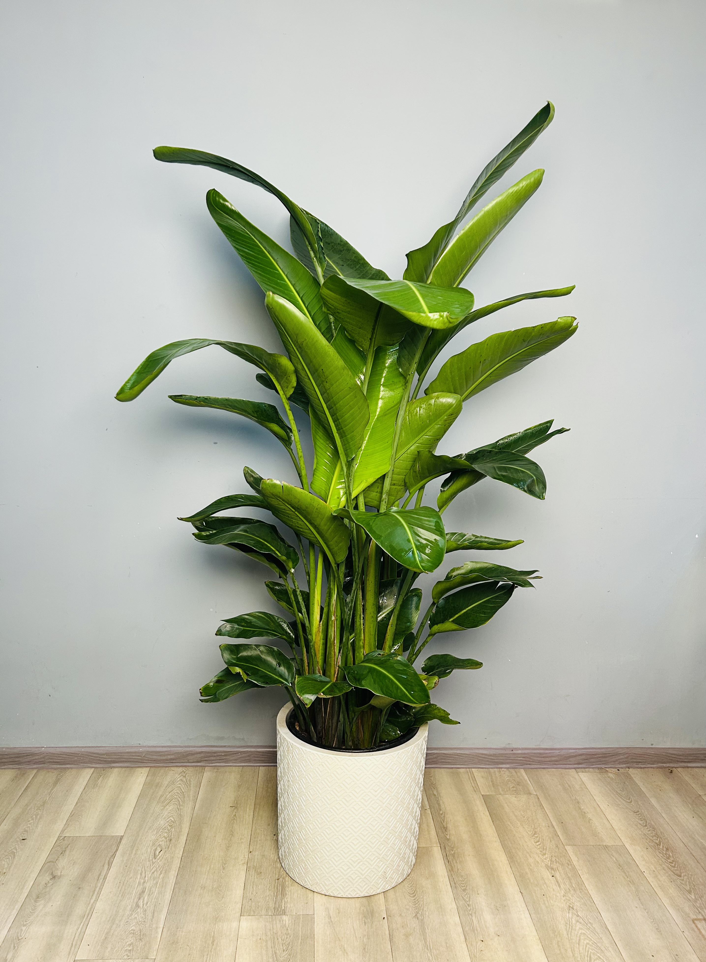 картинка Стрелиция Николая 160 см от Мадам Москвичка