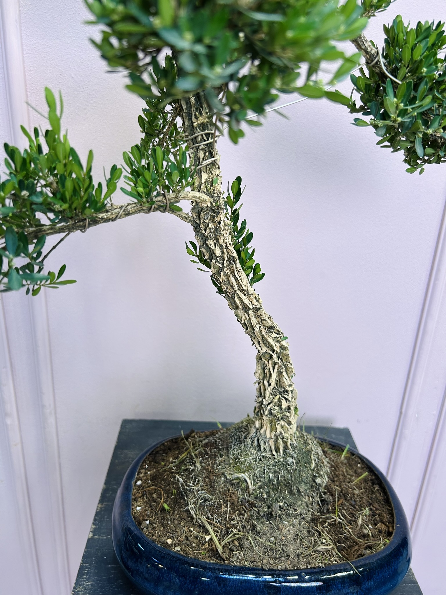 картинка Бонсай Самшит от Мадам Москвичка