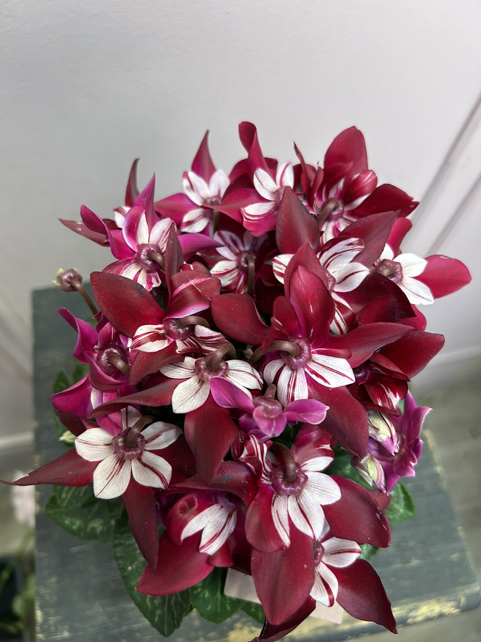 картинка Цикломен в кашпо от Мадам Москвичка