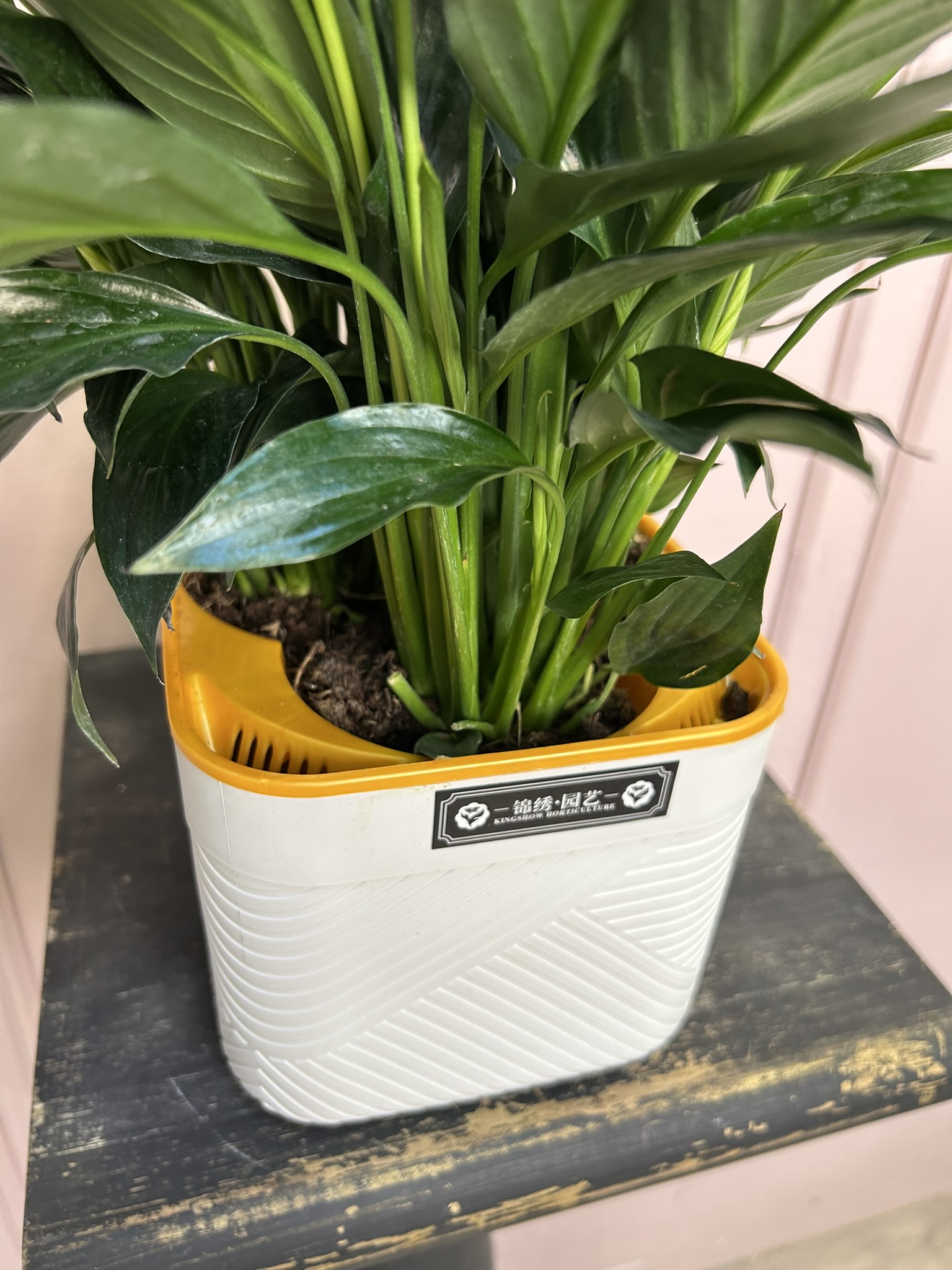 картинка Спатифилум Нигра в кашпо от Мадам Москвичка