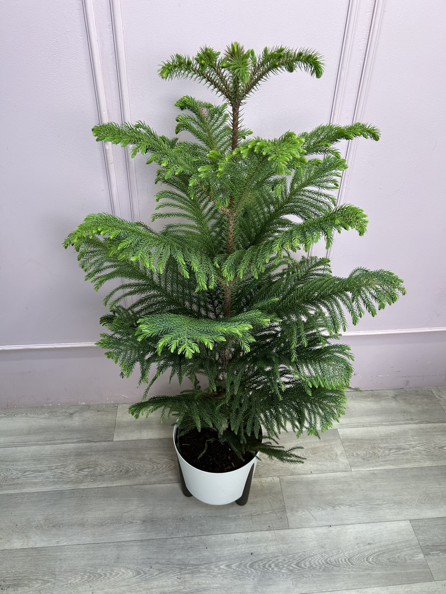 картинка Араукария в кашпо 130 см от Мадам Москвичка
