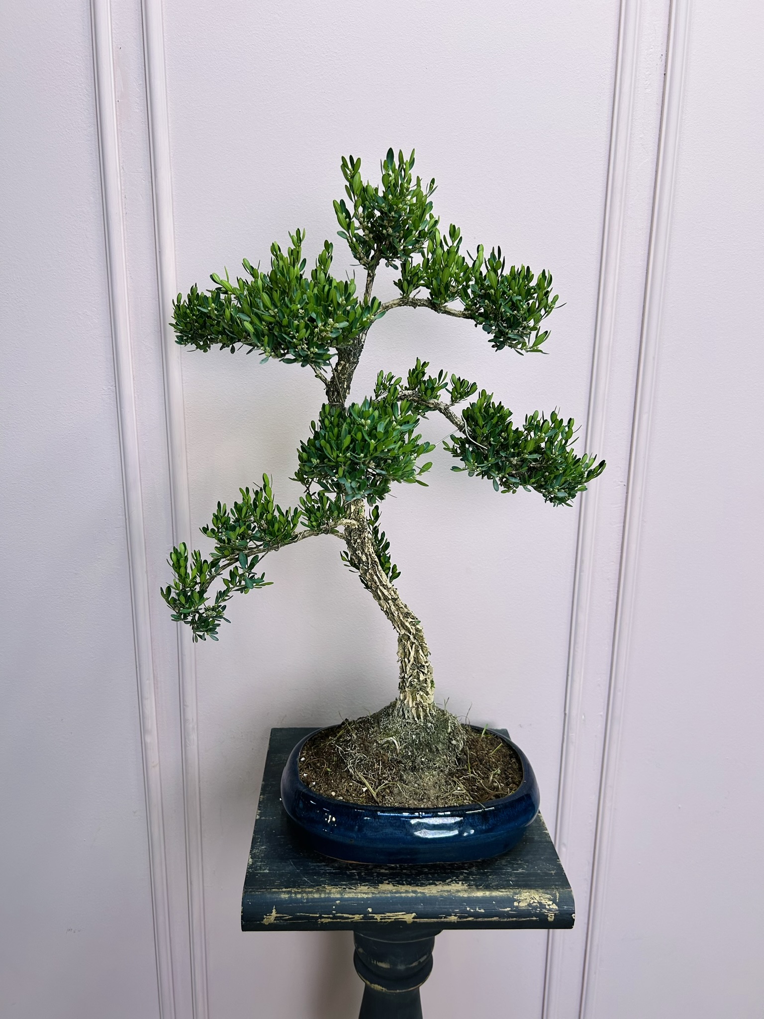 картинка Бонсай Самшит от Мадам Москвичка