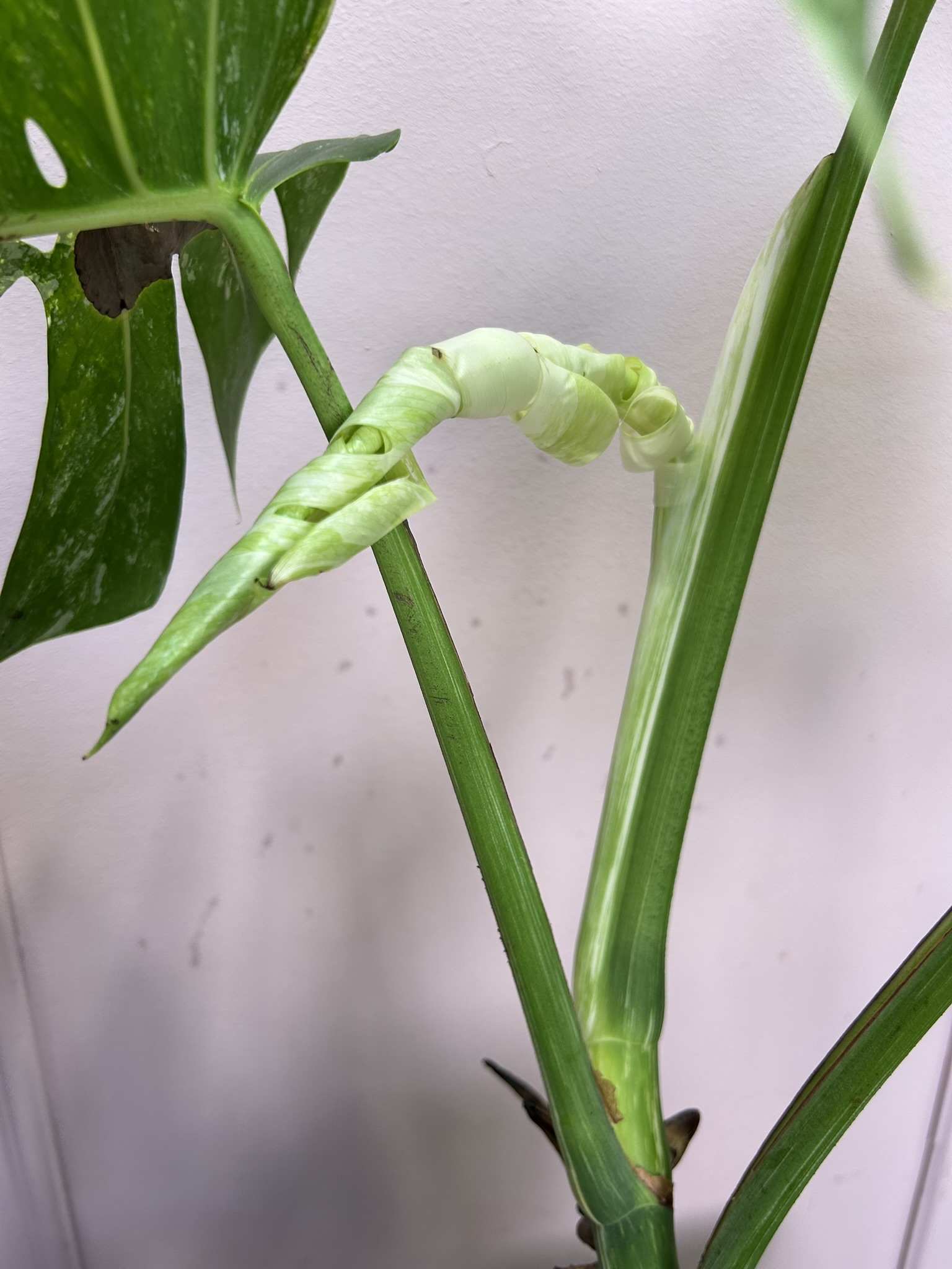 картинка Монстера вариагантная Альба от Мадам Москвичка