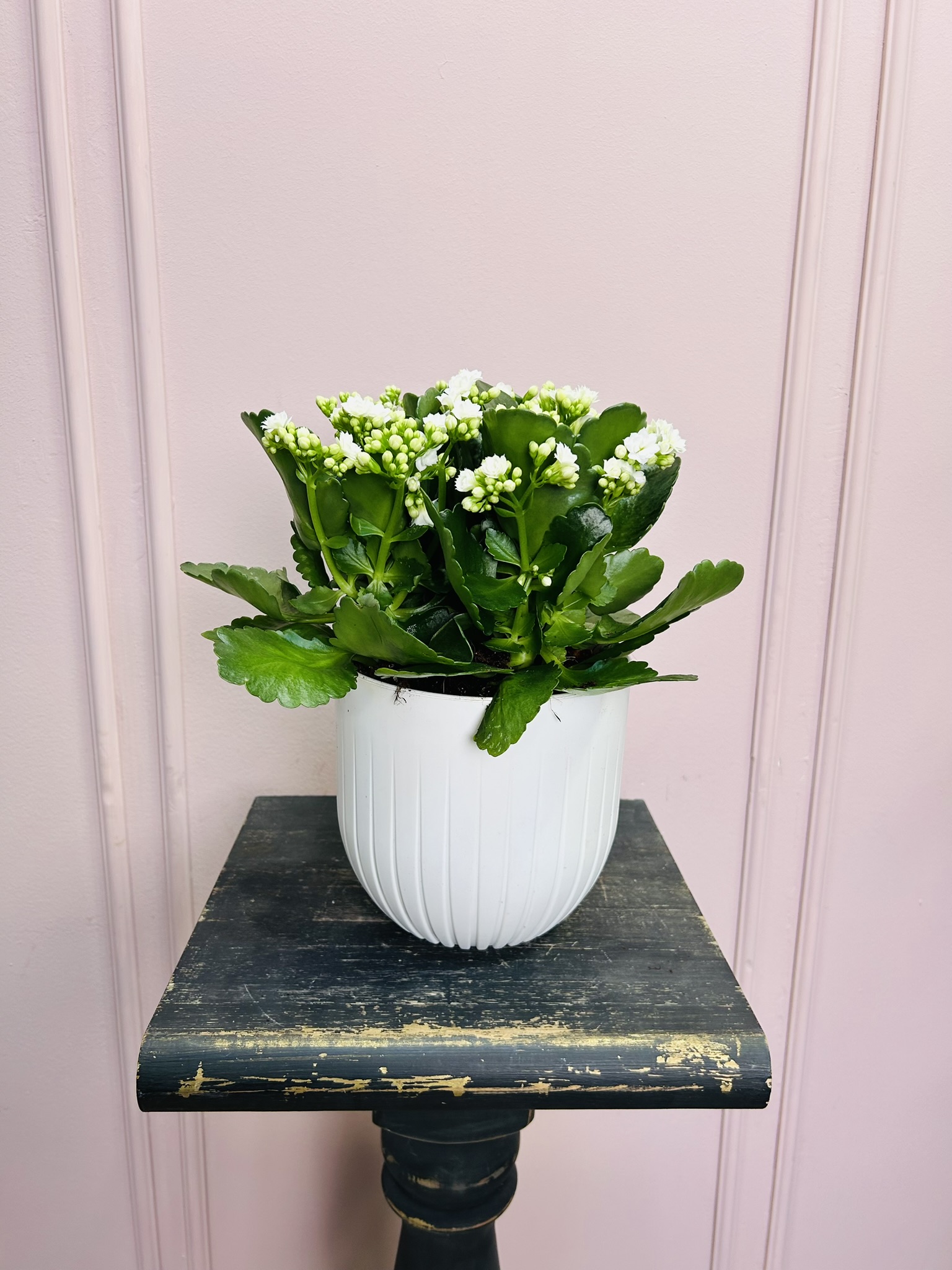 картинка Каланхоэ белое в кашпо от Мадам Москвичка