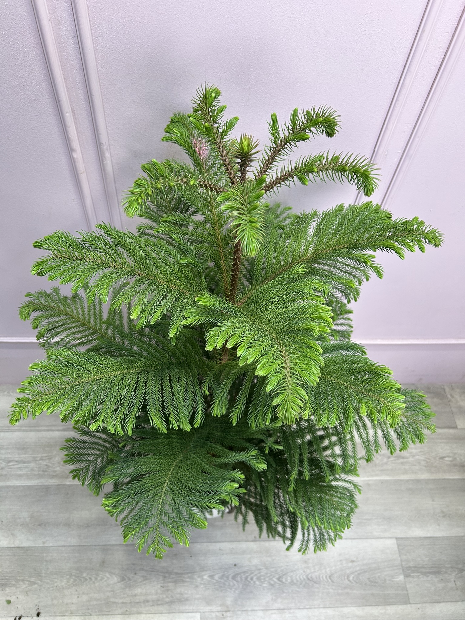 картинка Араукария в кашпо 130 см от Мадам Москвичка