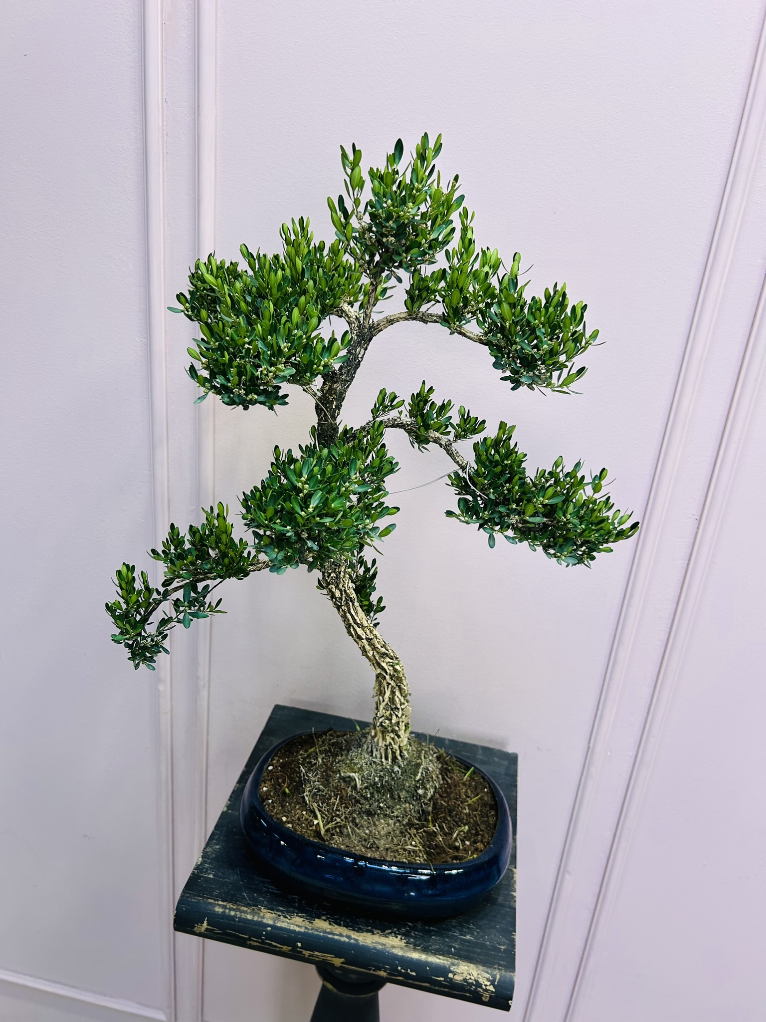 картинка Бонсай Самшит от Мадам Москвичка