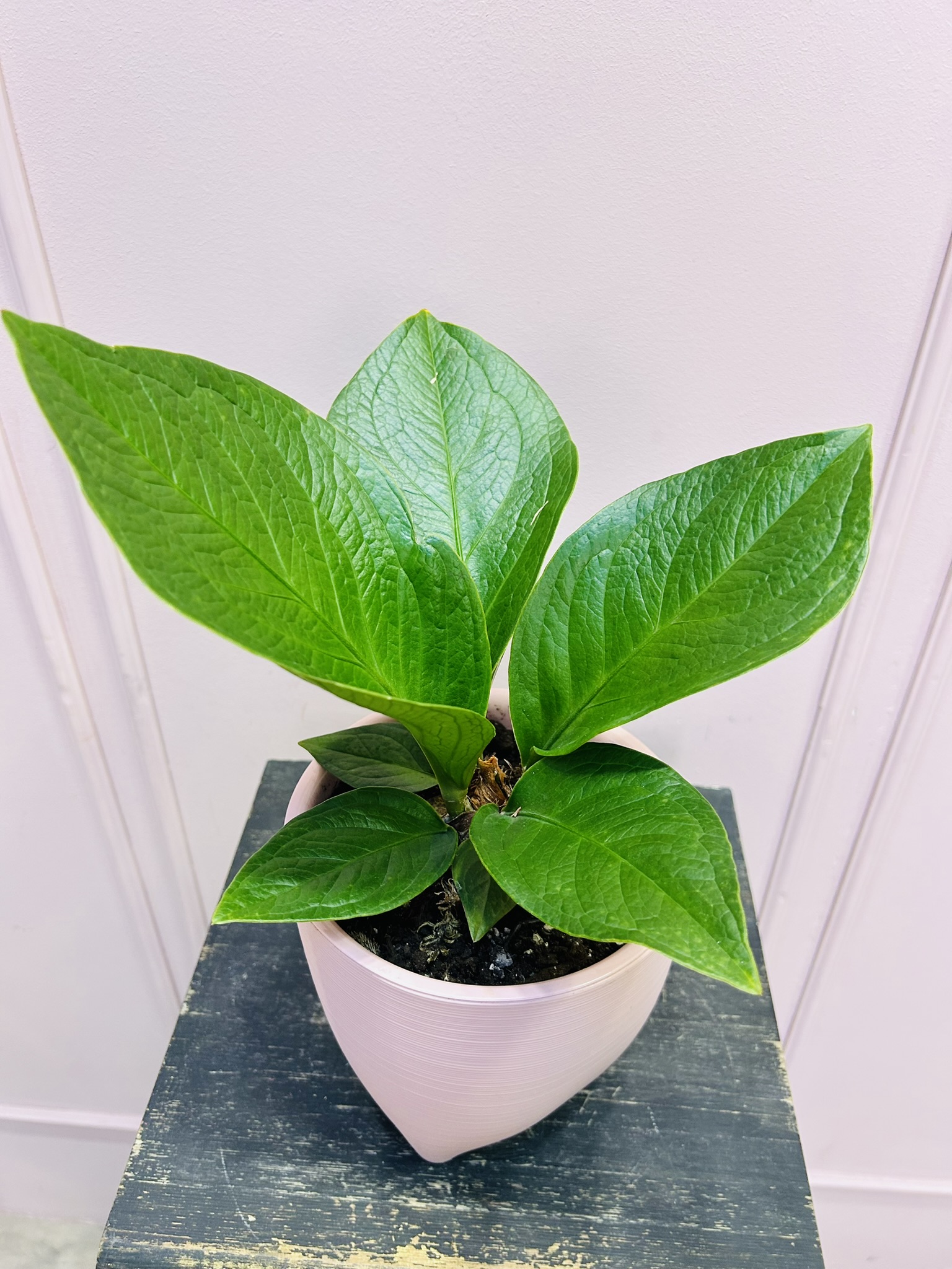 картинка Антуриум Китайский от Мадам Москвичка