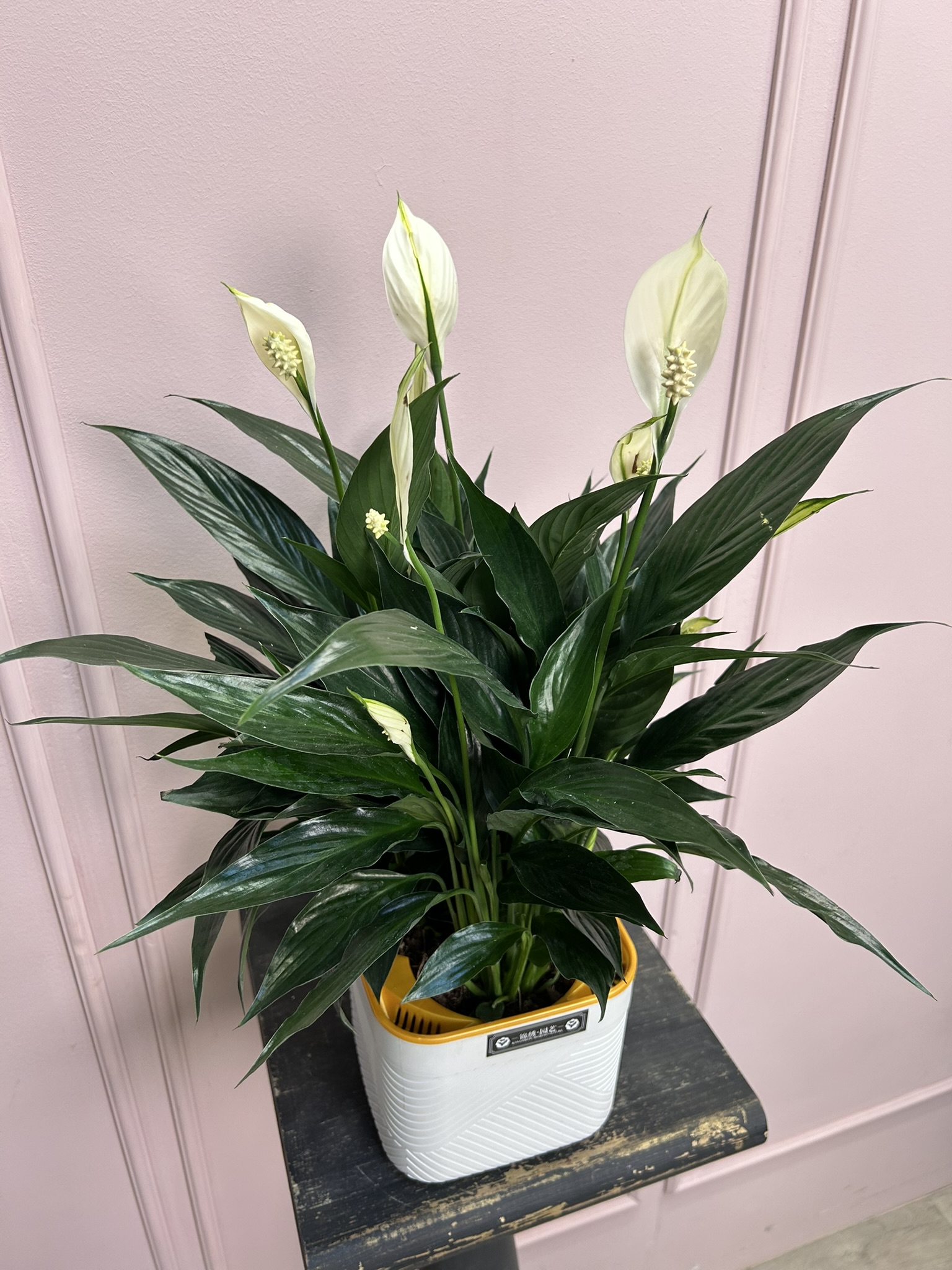 картинка Спатифилум Нигра в кашпо от Мадам Москвичка