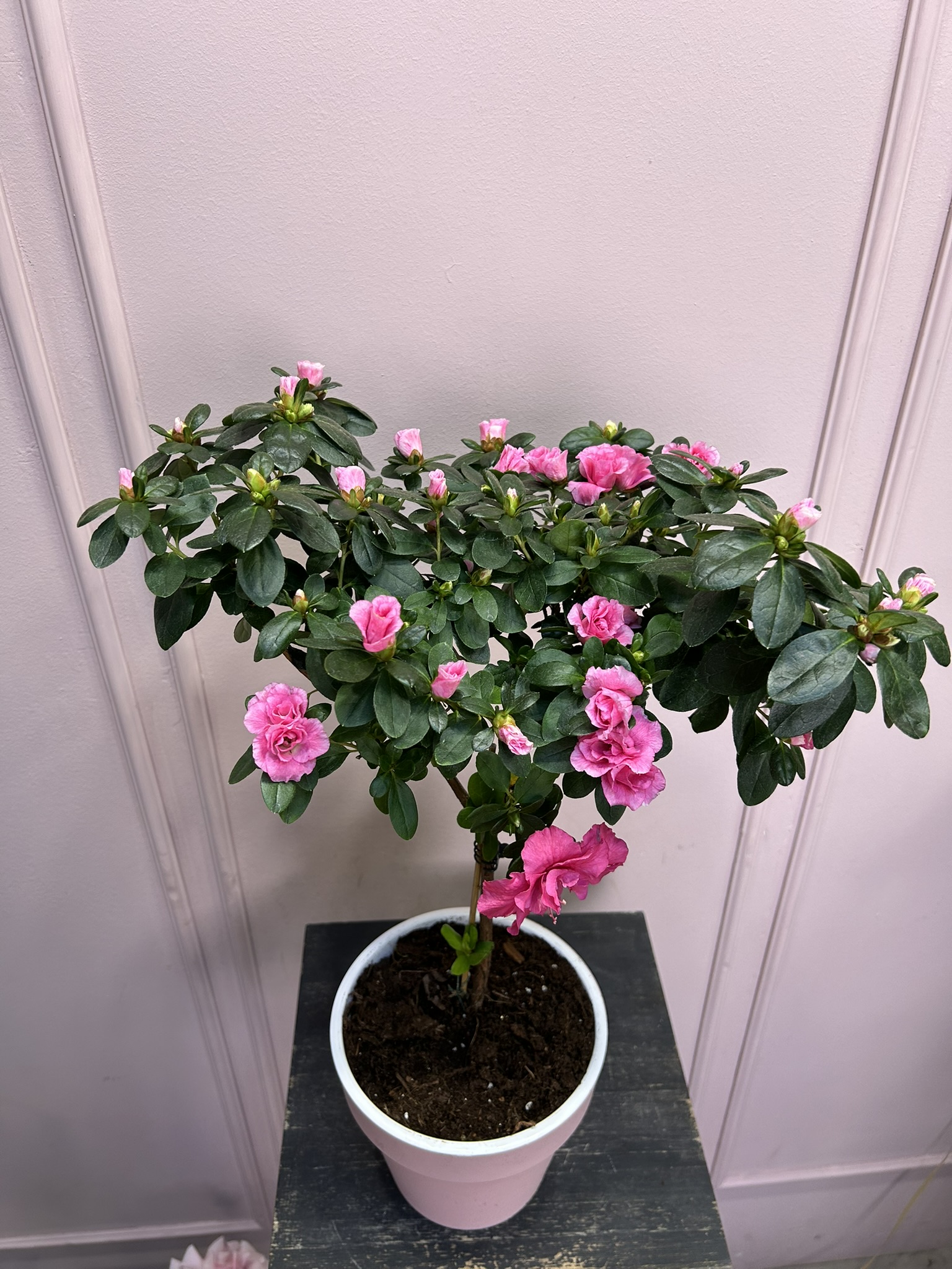 картинка Азалия розовая на штамбе от Мадам Москвичка