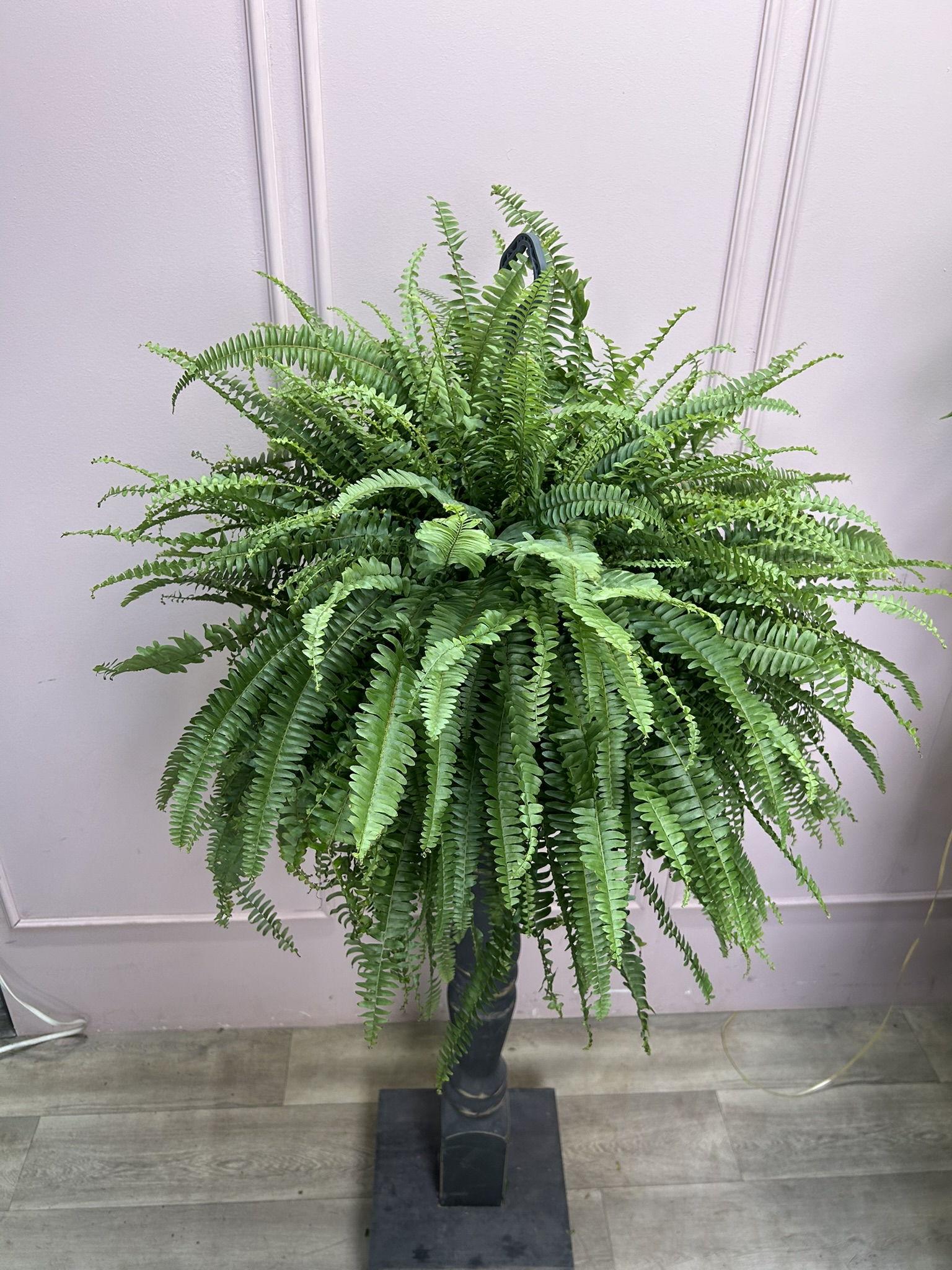 картинка Папоротник Нефрелопсис от Мадам Москвичка