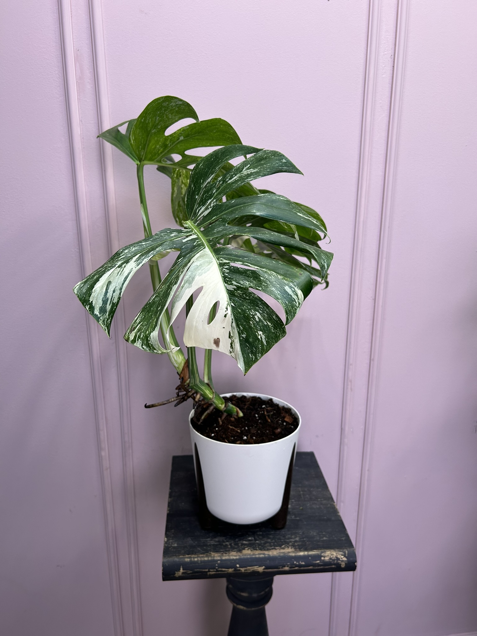 картинка Монстера вариагантная Альба от Мадам Москвичка