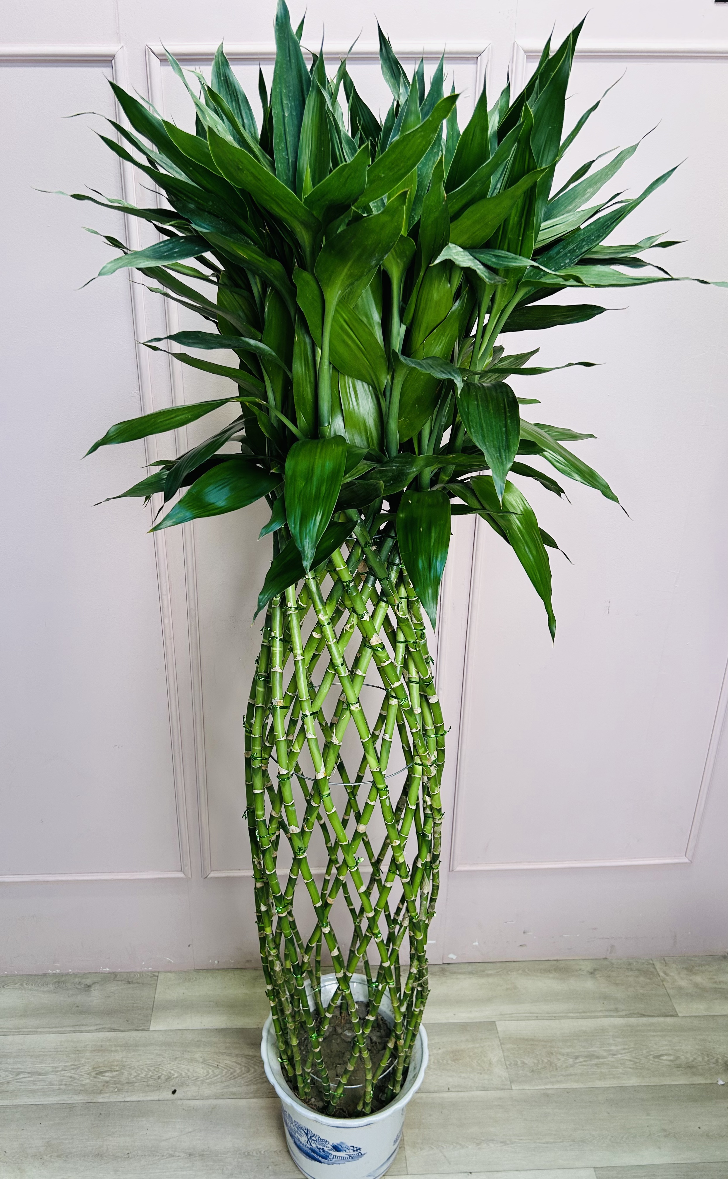 картинка Драцена в кашпо 200 см  от Мадам Москвичка
