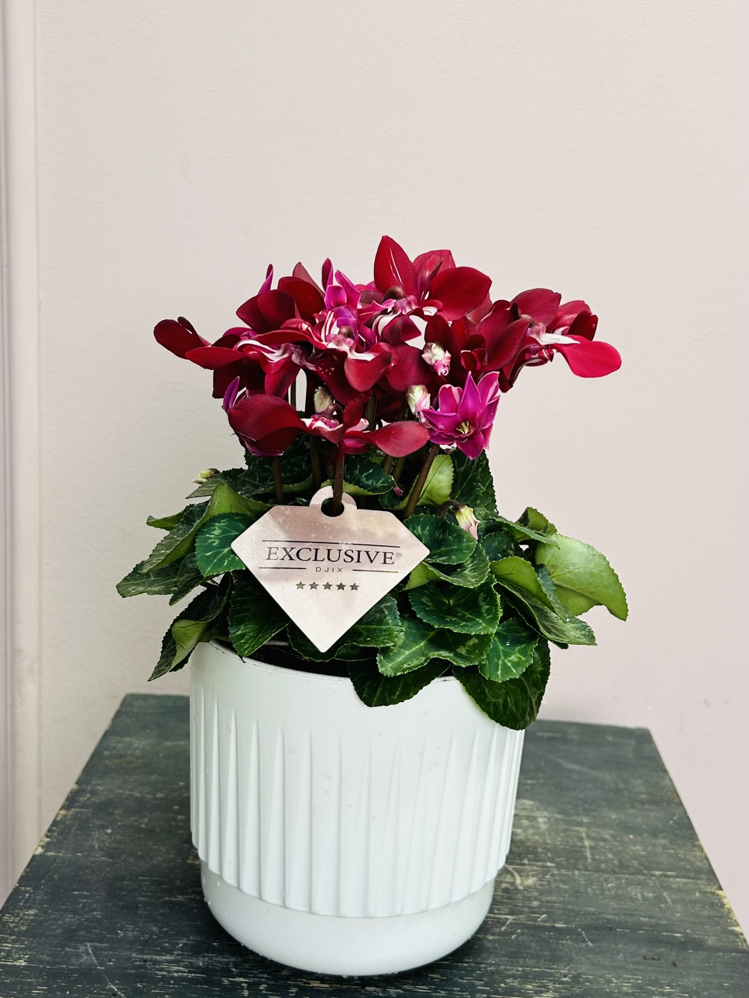 картинка Цикломен в кашпо от Мадам Москвичка