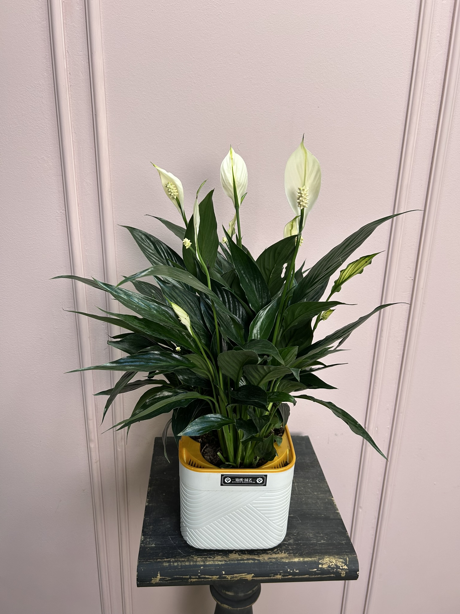 картинка Спатифилум Нигра в кашпо от Мадам Москвичка