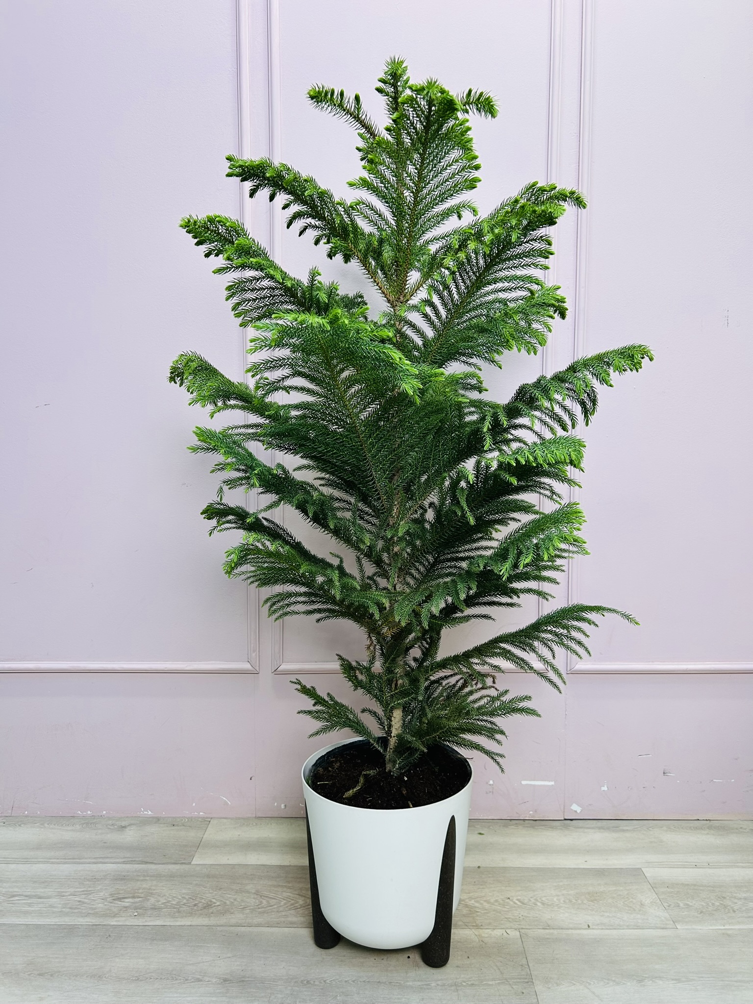 картинка Араукария в кашпо 130 см от Мадам Москвичка