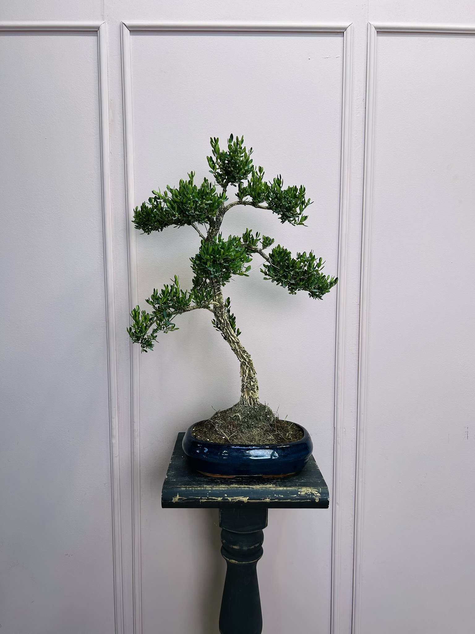 картинка Бонсай Самшит от Мадам Москвичка