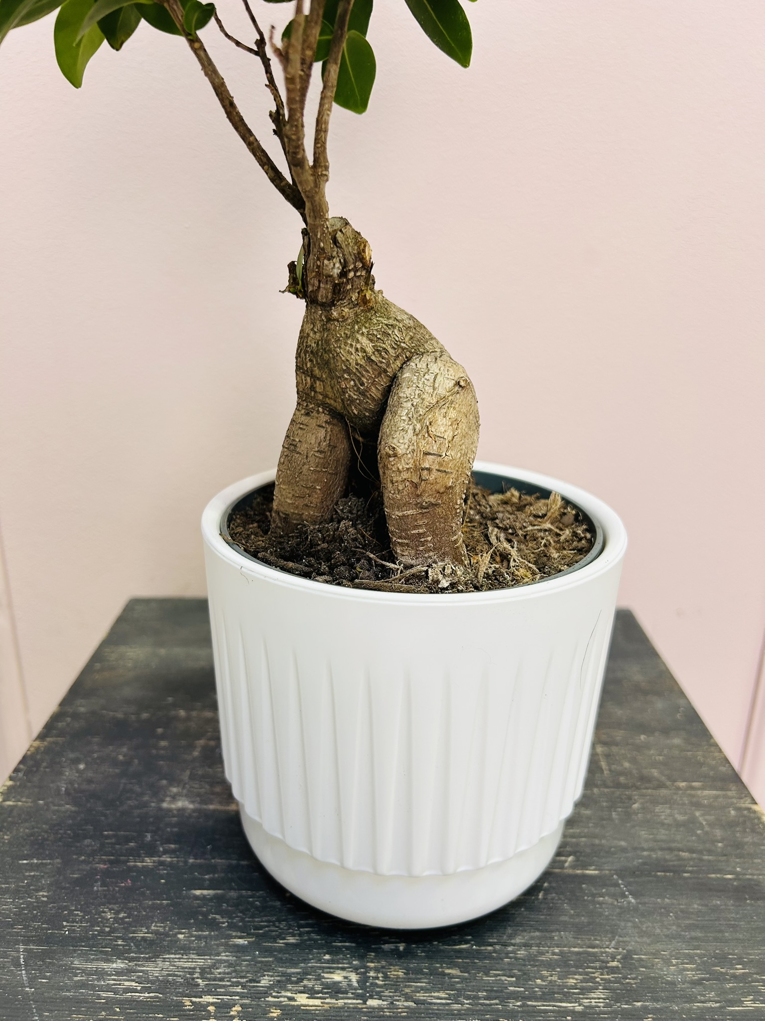 картинка Фикус Генсека от Мадам Москвичка