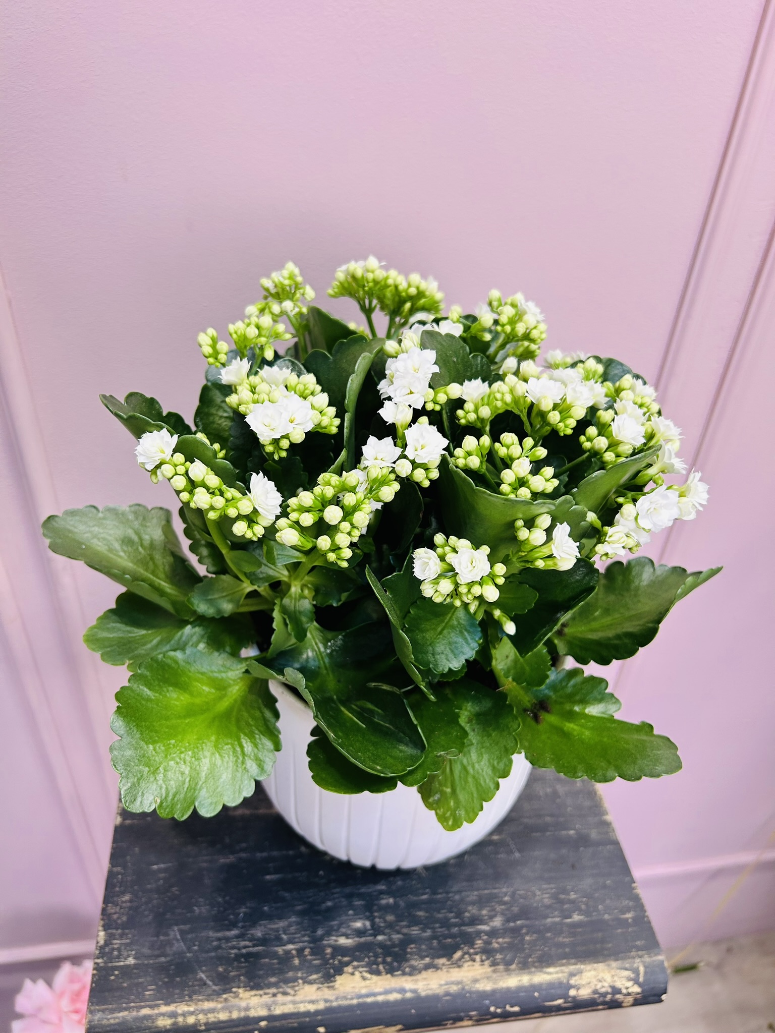 картинка Каланхоэ белое в кашпо от Мадам Москвичка