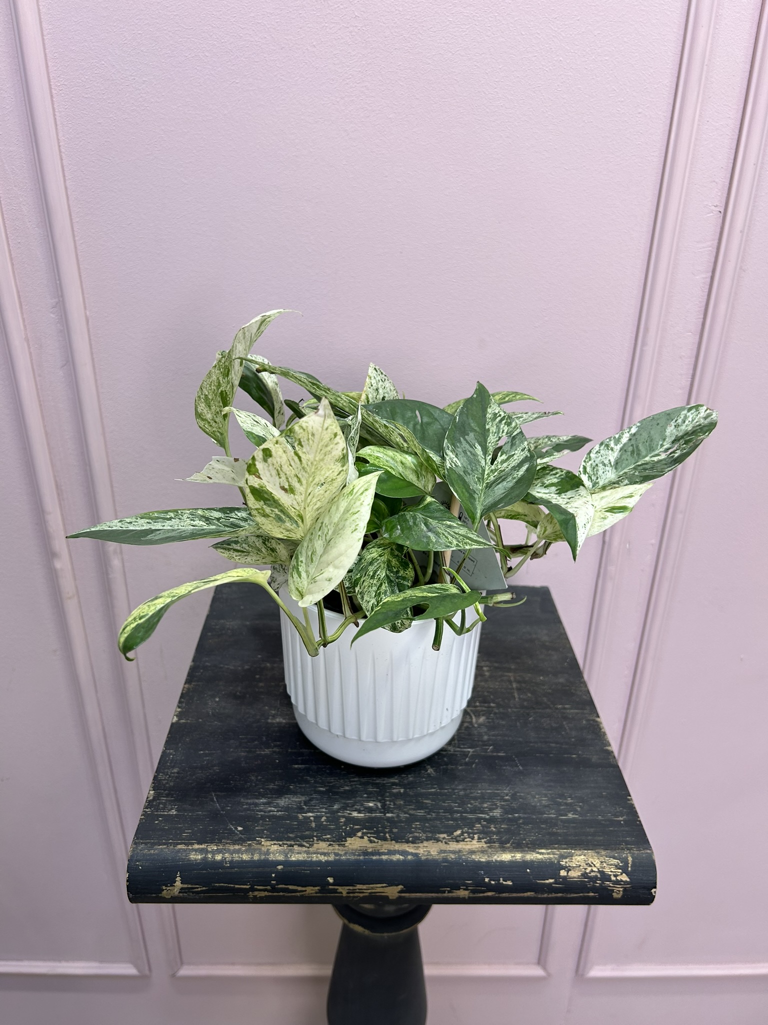 картинка Эпипремиум от Мадам Москвичка