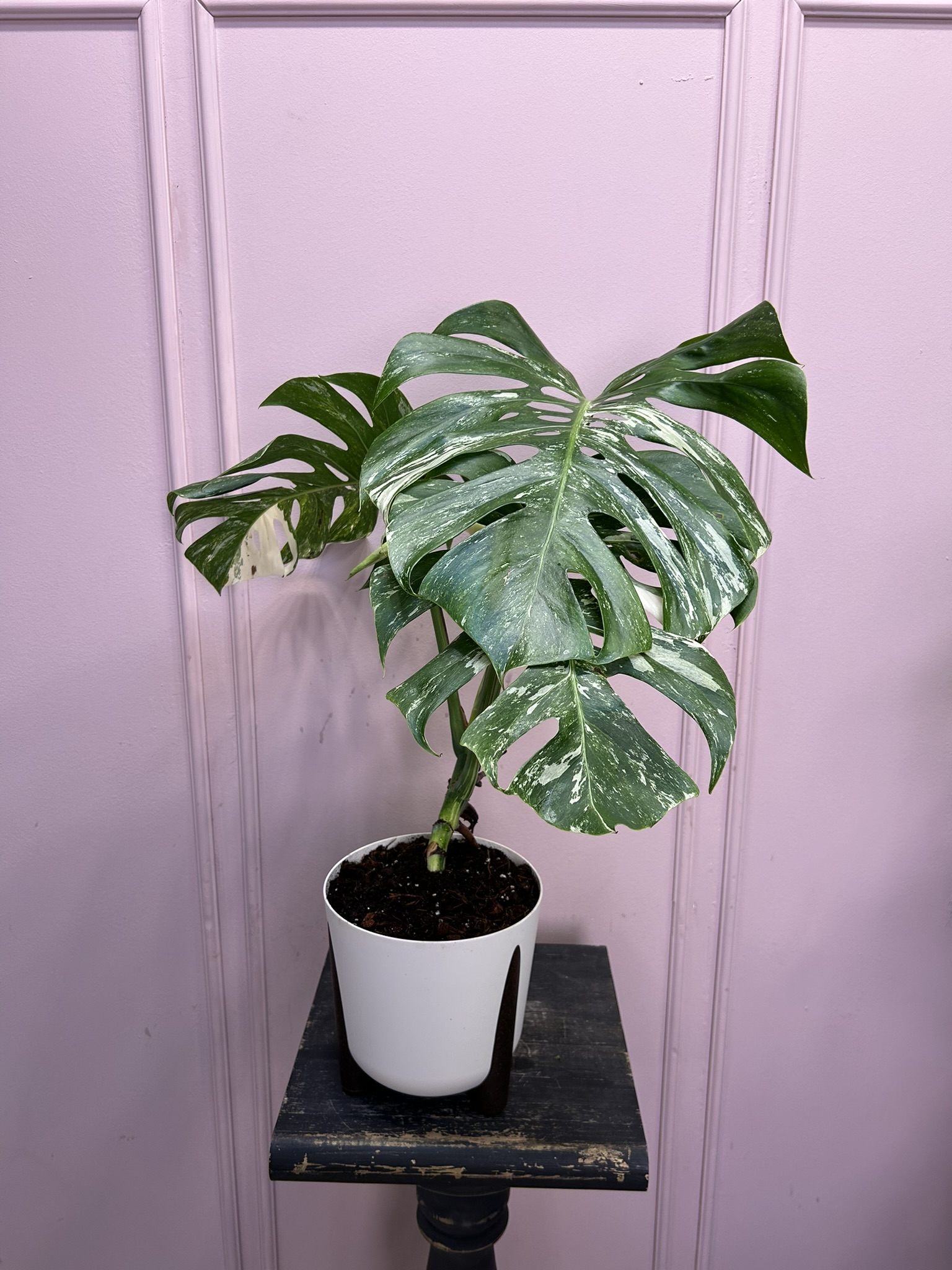 картинка Монстера вариагантная Альба от Мадам Москвичка