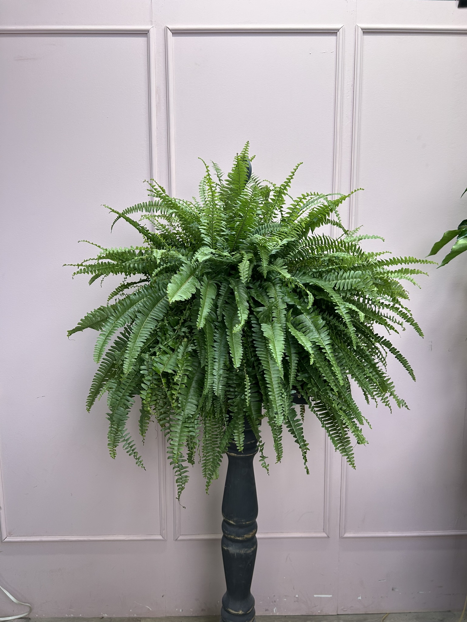 картинка Папоротник Нефрелопсис от Мадам Москвичка