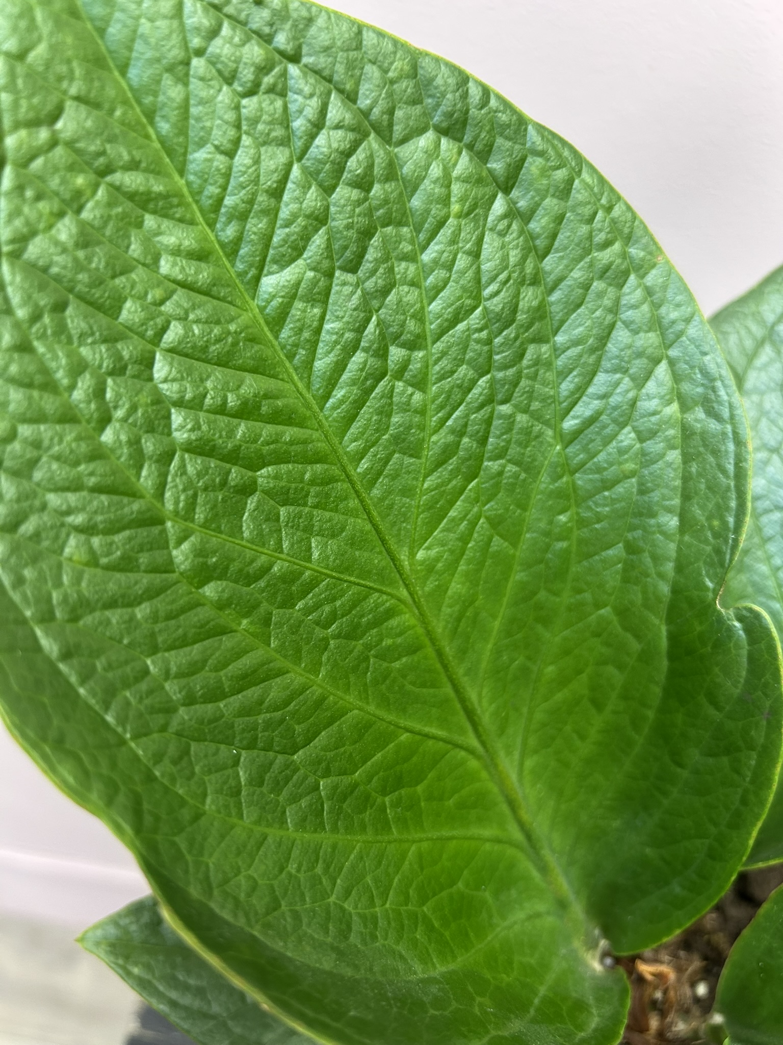 картинка Антуриум Китайский от Мадам Москвичка