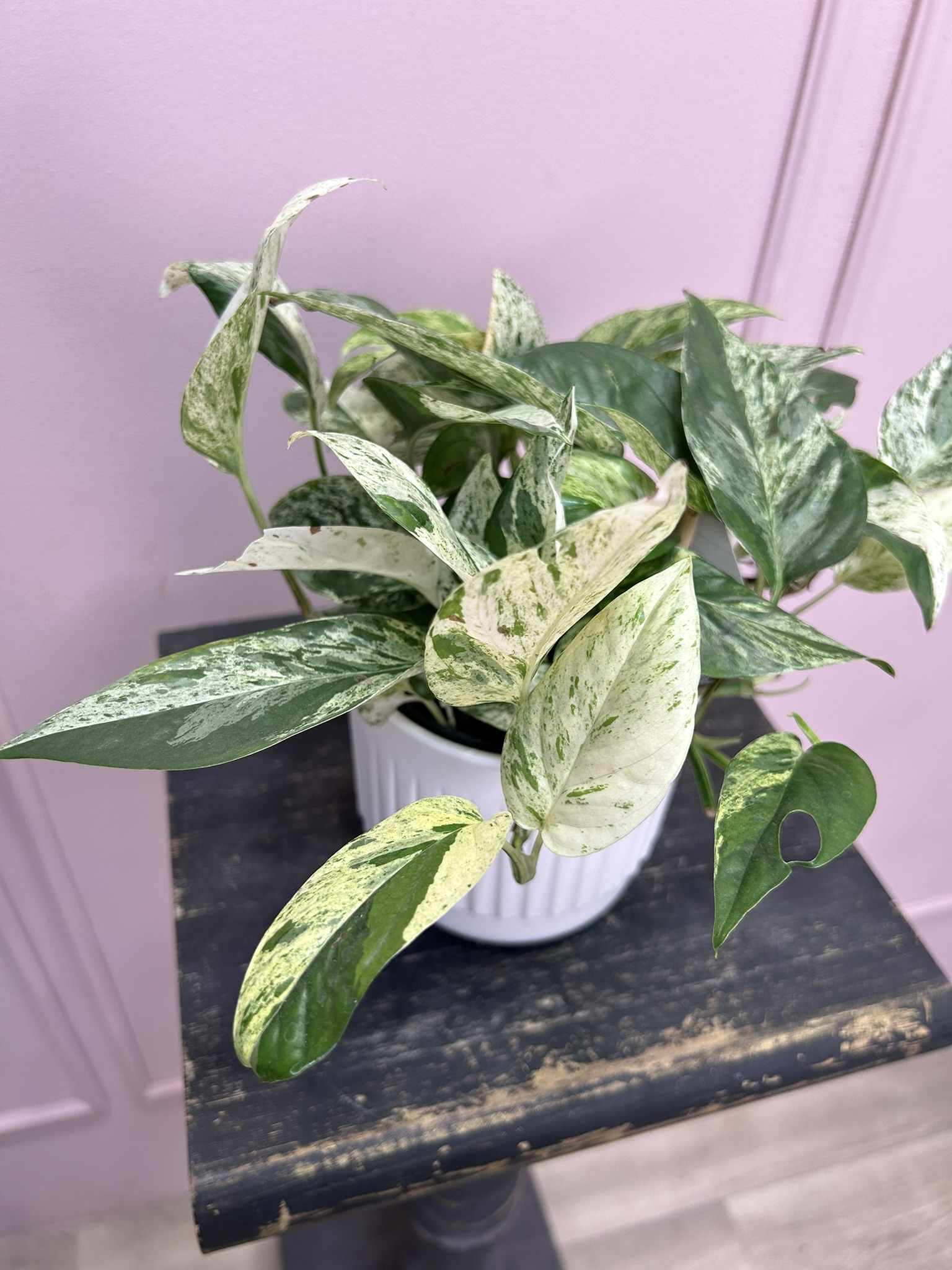 картинка Эпипремиум от Мадам Москвичка