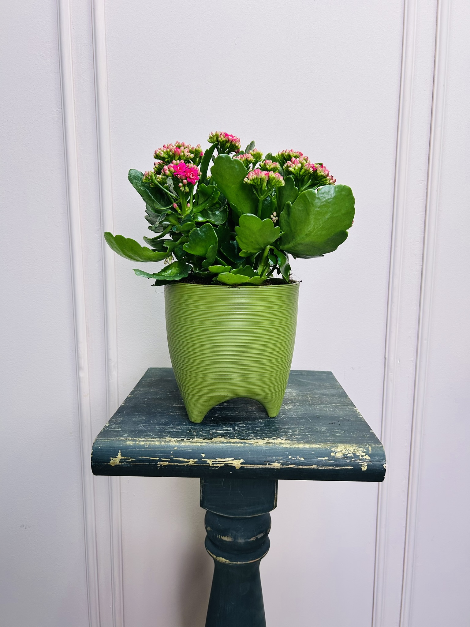 картинка Каланхоэ розовый в кашпо от Мадам Москвичка