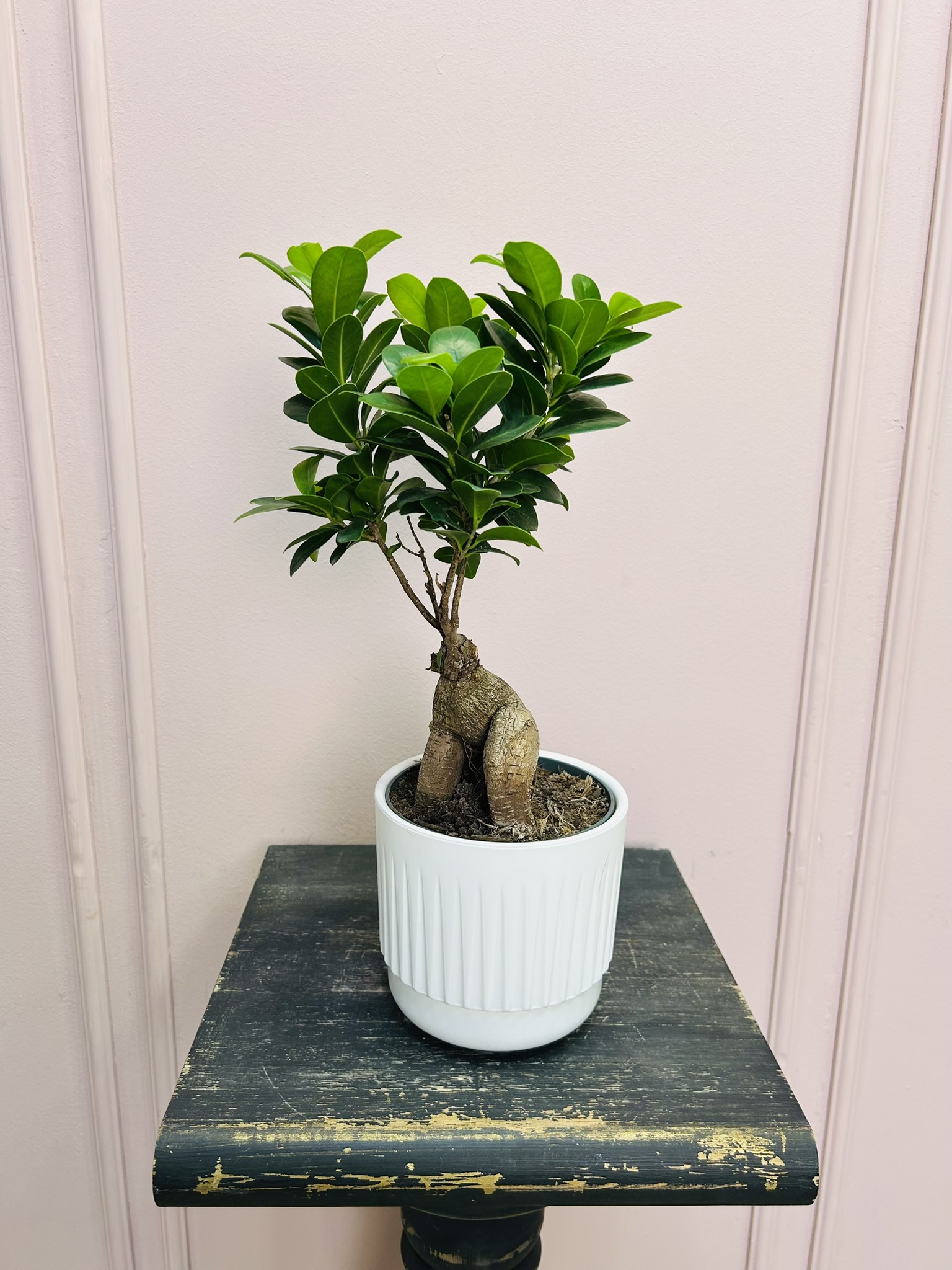 картинка Фикус Генсека от Мадам Москвичка