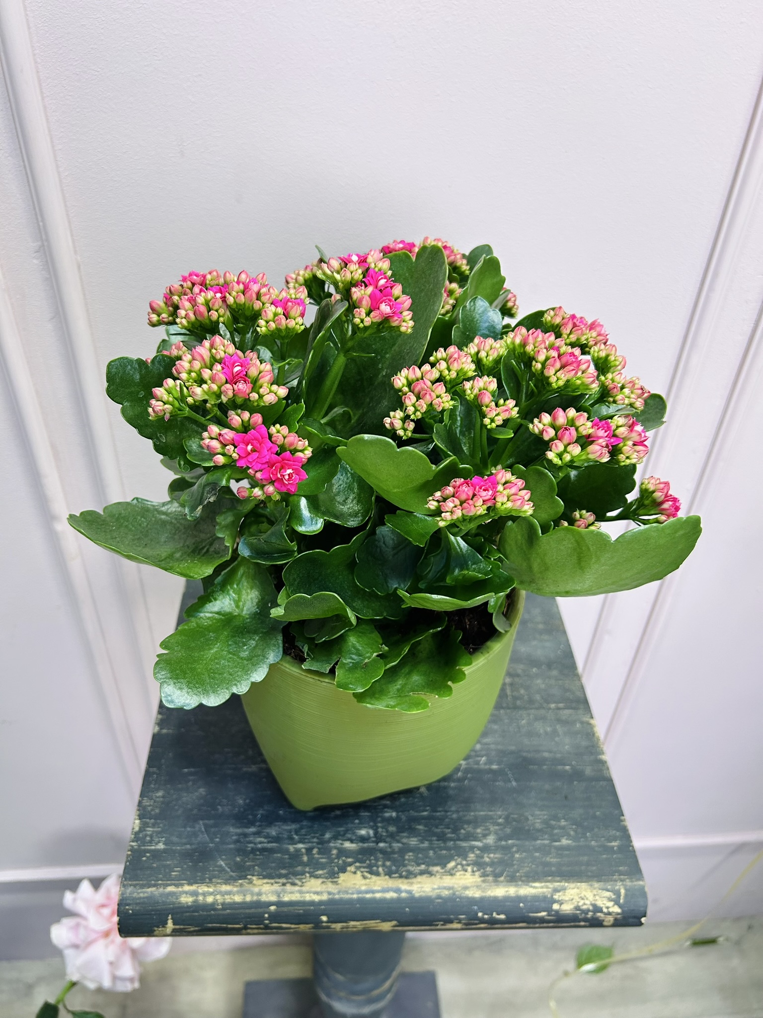 картинка Каланхоэ розовый в кашпо от Мадам Москвичка