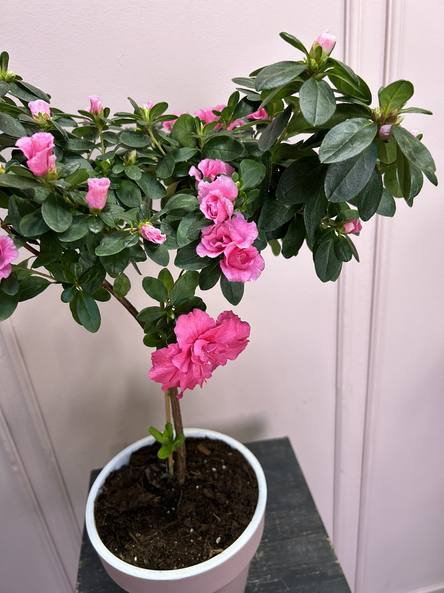 картинка Азалия розовая на штамбе от Мадам Москвичка