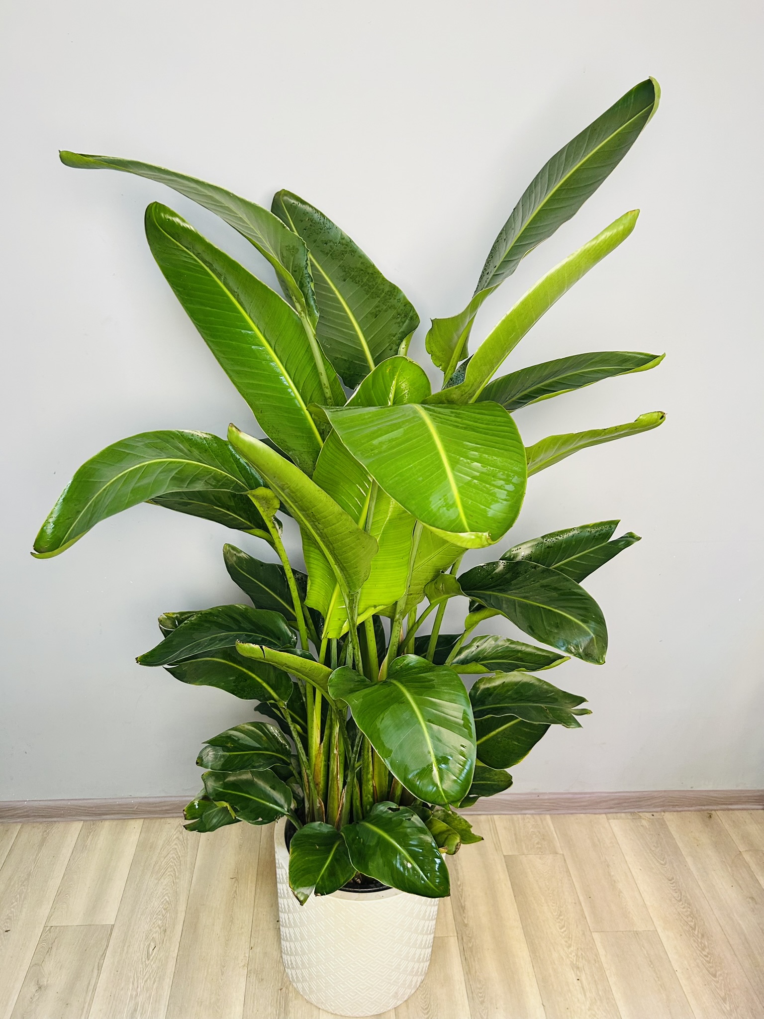 картинка Стрелиция Николая 160 см от Мадам Москвичка