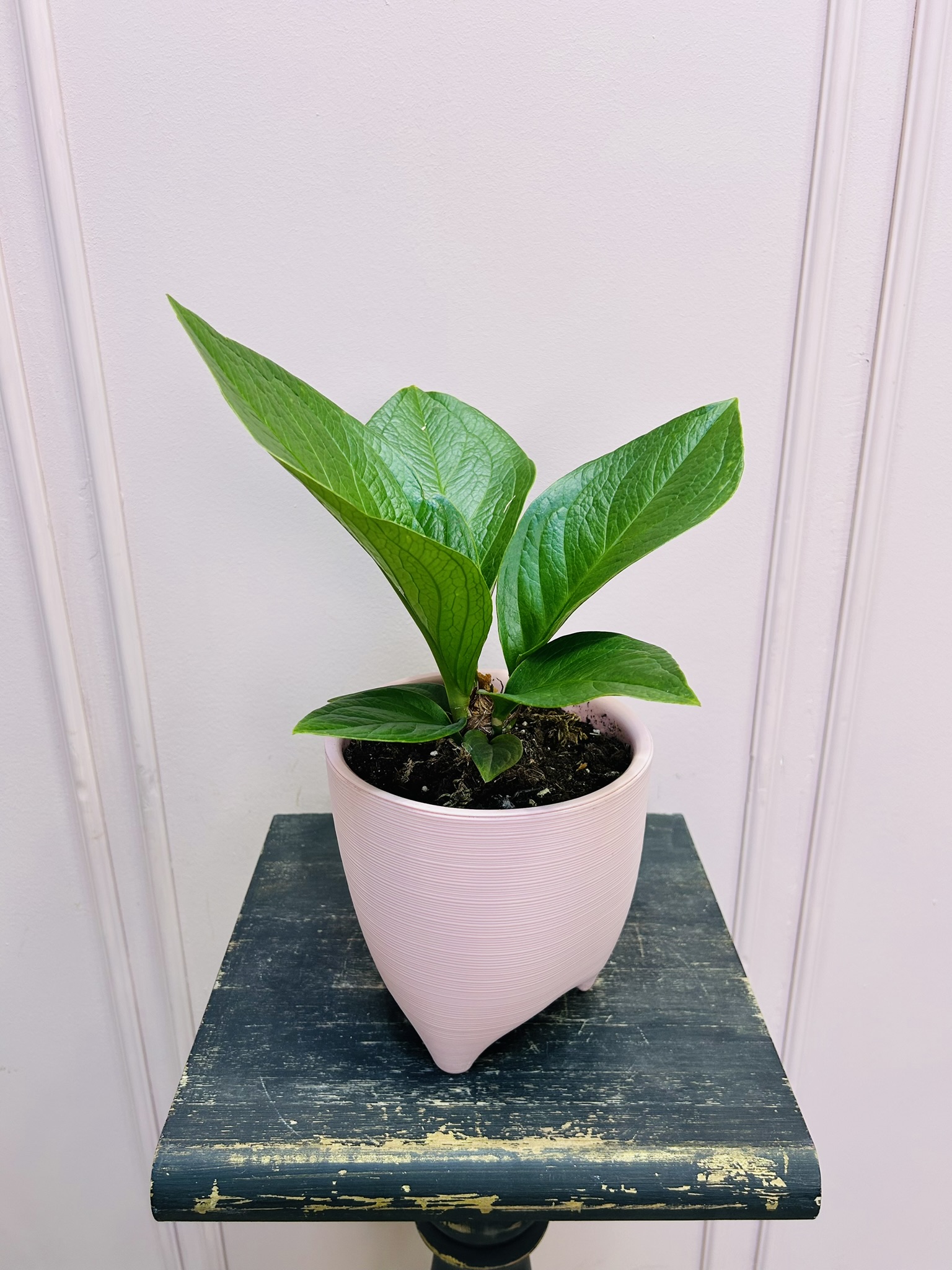 картинка Антуриум Китайский от Мадам Москвичка