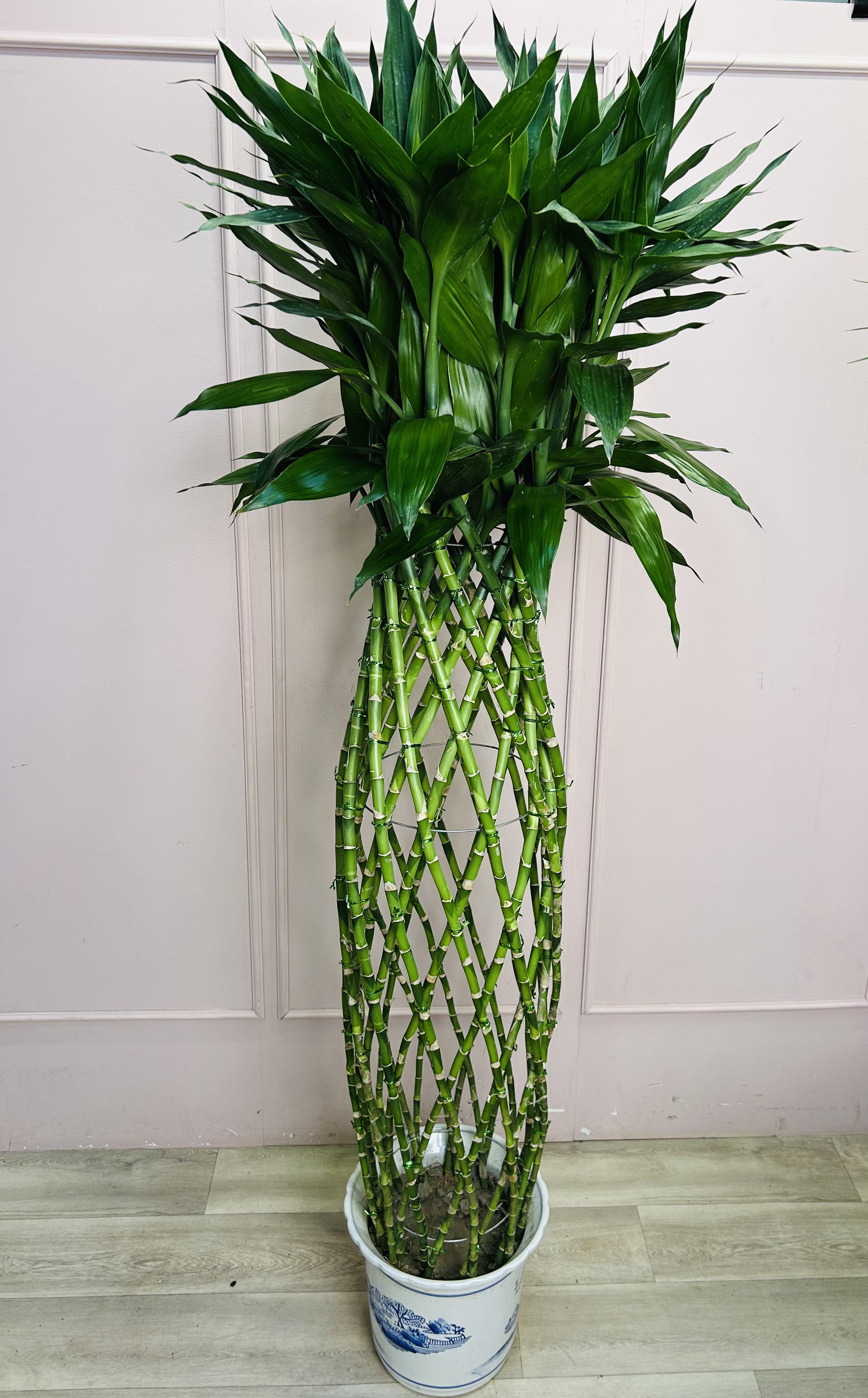 картинка Драцена в кашпо 200 см  от Мадам Москвичка