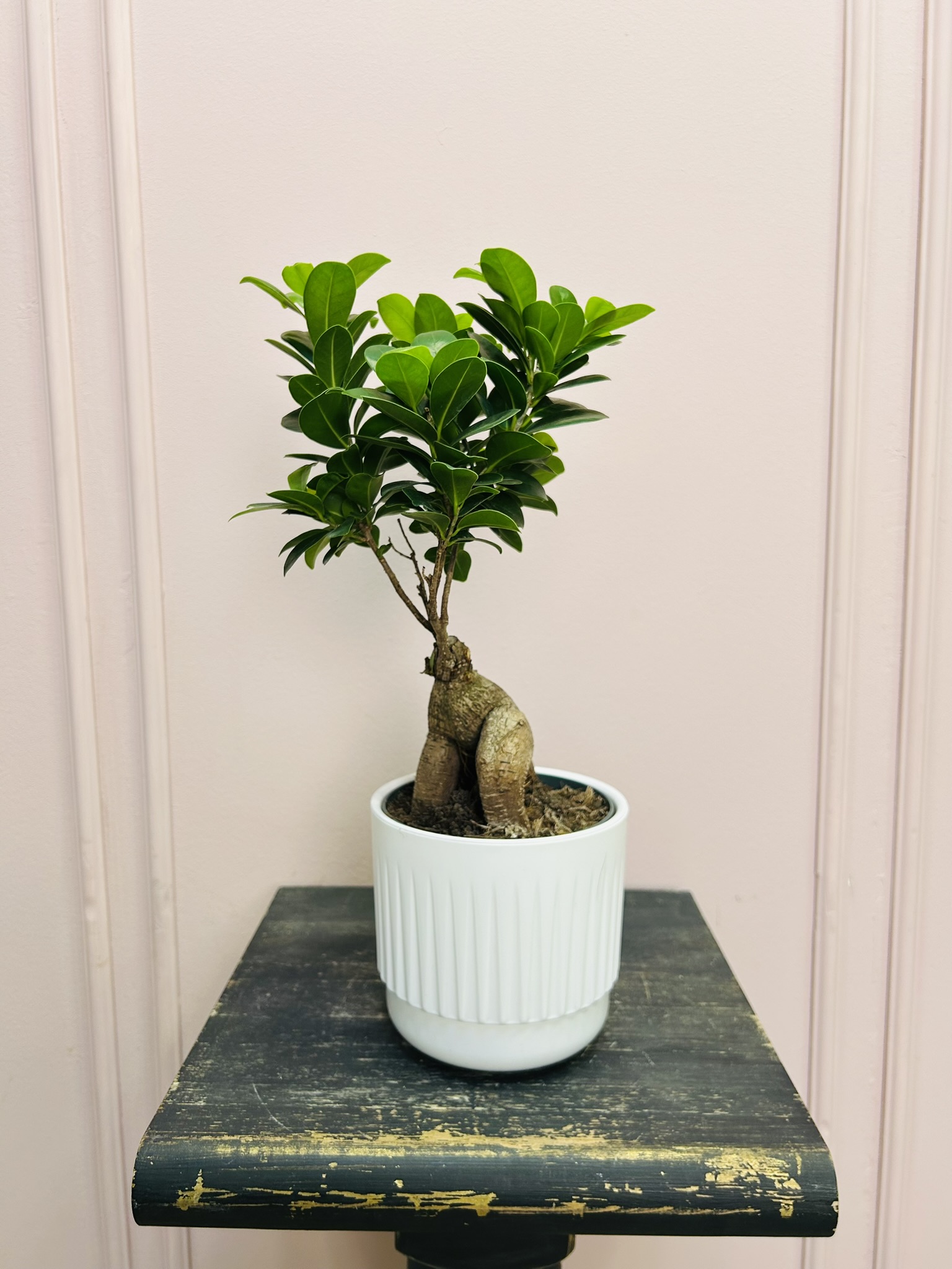 картинка Фикус Генсека от Мадам Москвичка