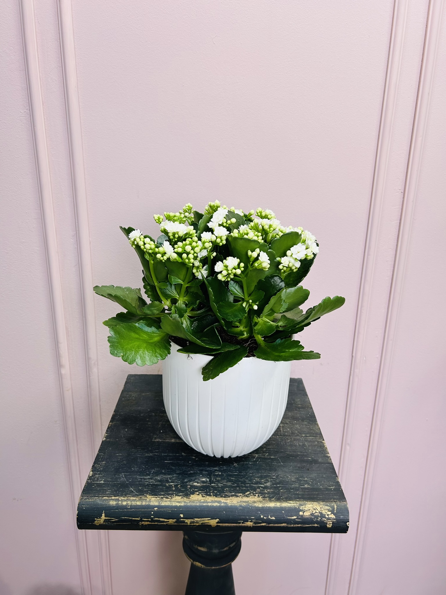 картинка Каланхоэ белое в кашпо от Мадам Москвичка