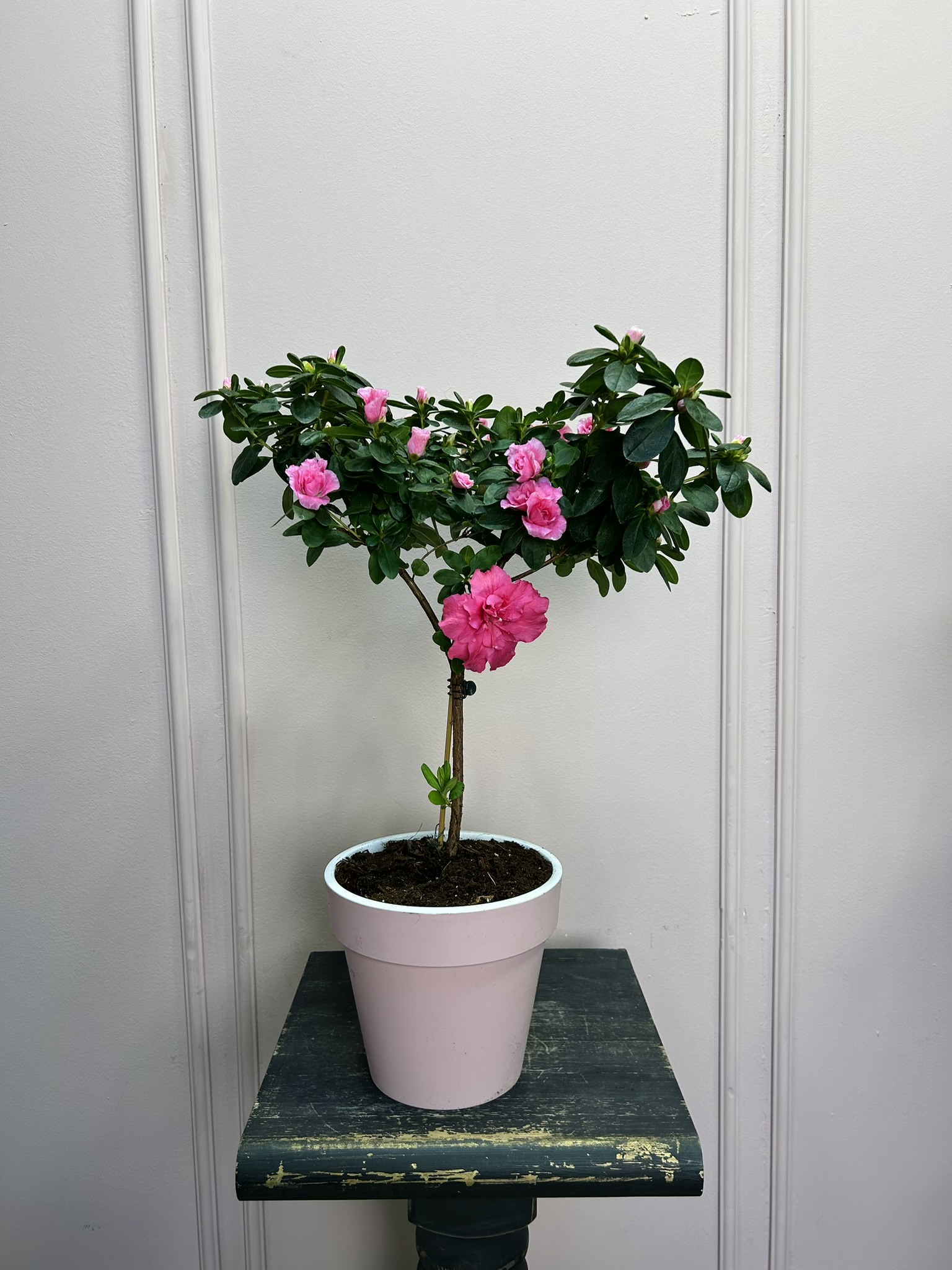 картинка Азалия розовая на штамбе от Мадам Москвичка